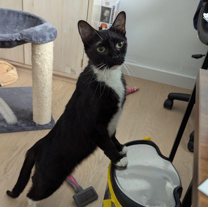 Enlarge Molly, a Adopted Tuxedo in Redondo Beach, CA image 1/5