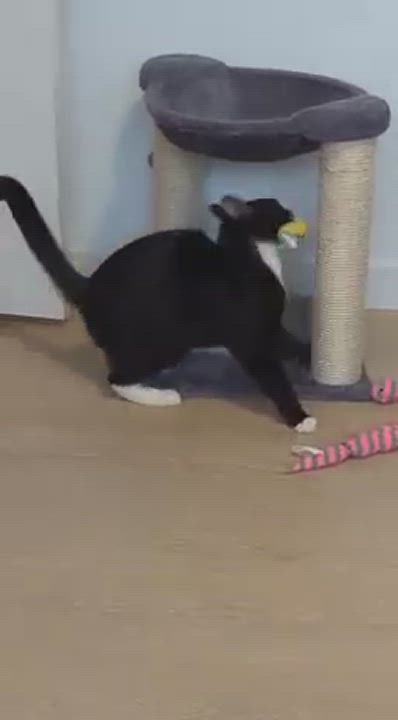 Enlarge Molly, a Adopted Tuxedo in Redondo Beach, CA video 5/5