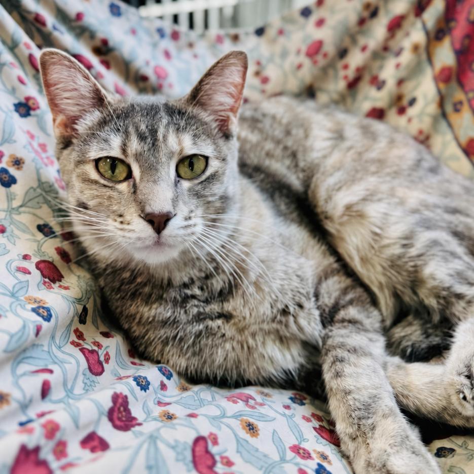 Weasel, Adoptable, Young Female Domestic Short Hair.