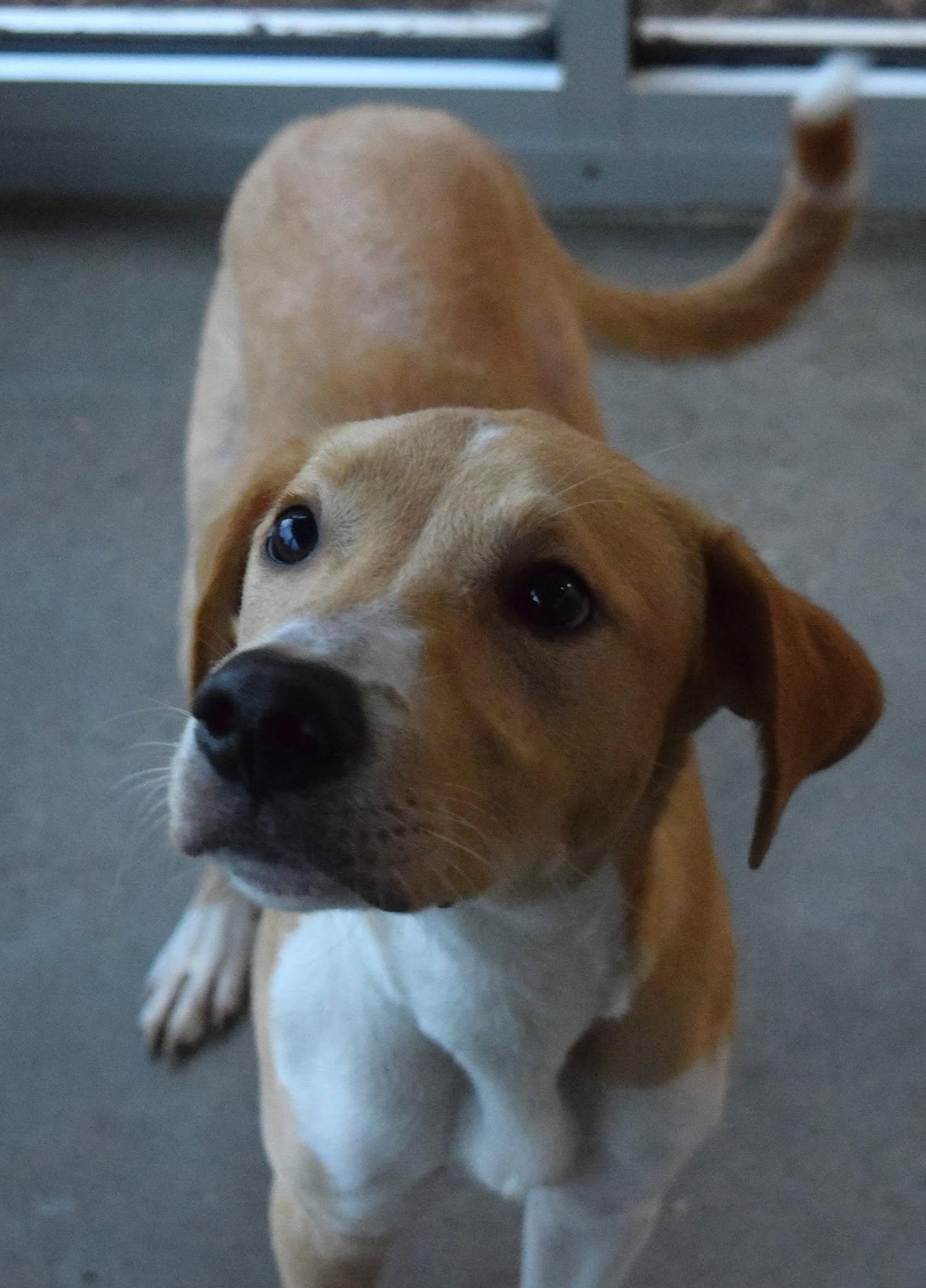 22386, ADOPTABLE, Adult Male Labrador Retriever.