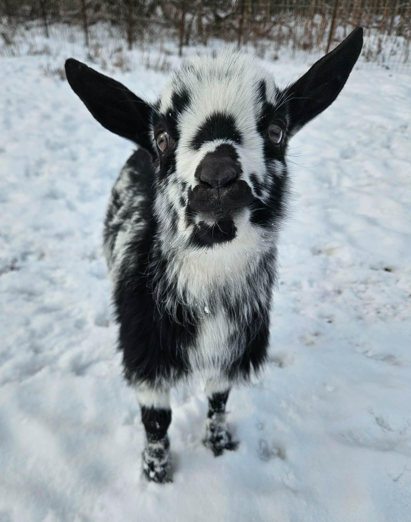 Enlarge Eggs, a ADOPTABLE mixed breed in China Township, MI image 1/5