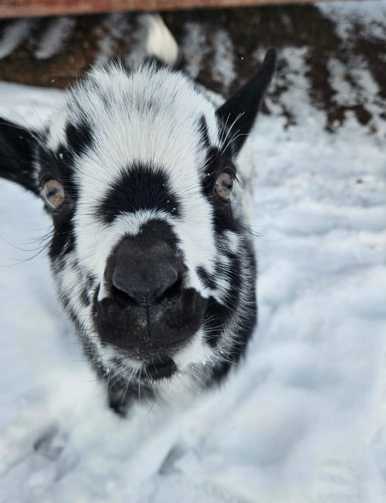 Enlarge Eggs, a ADOPTABLE mixed breed in China Township, MI image 2/5