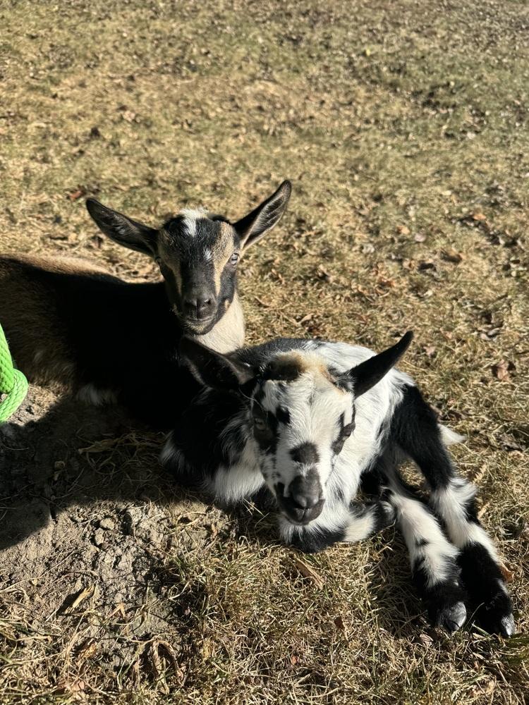 Enlarge Eggs, a ADOPTABLE mixed breed in China Township, MI image 4/5