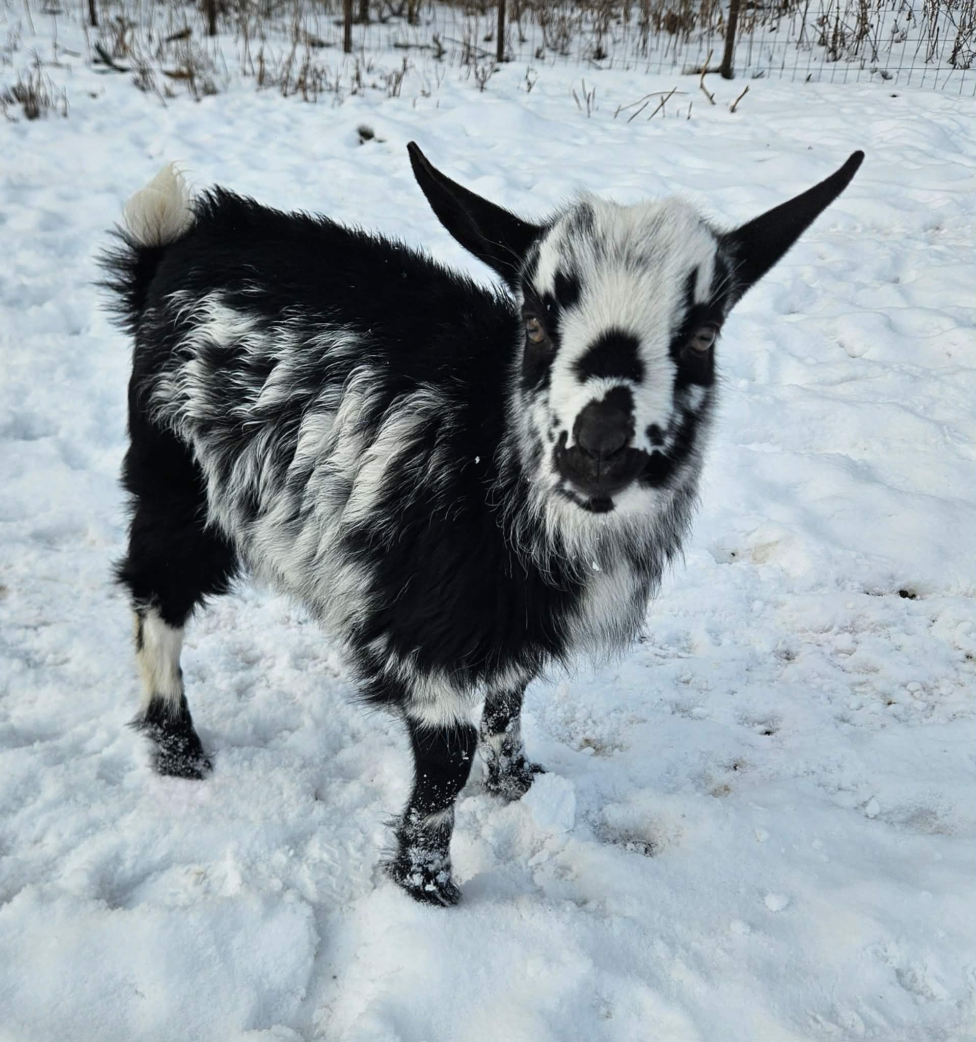 Enlarge Eggs, a ADOPTABLE mixed breed in China Township, MI image 5/5