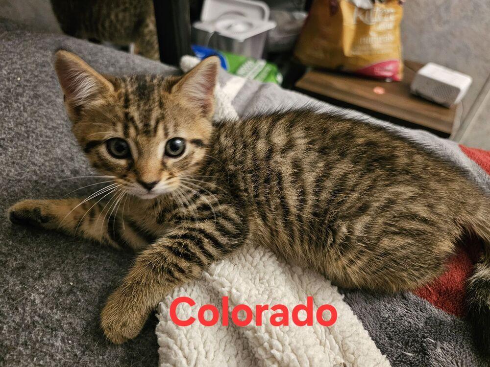 Enlarge Colorado, a Adoptable Domestic Short Hair in Orlando, FL image 1/1