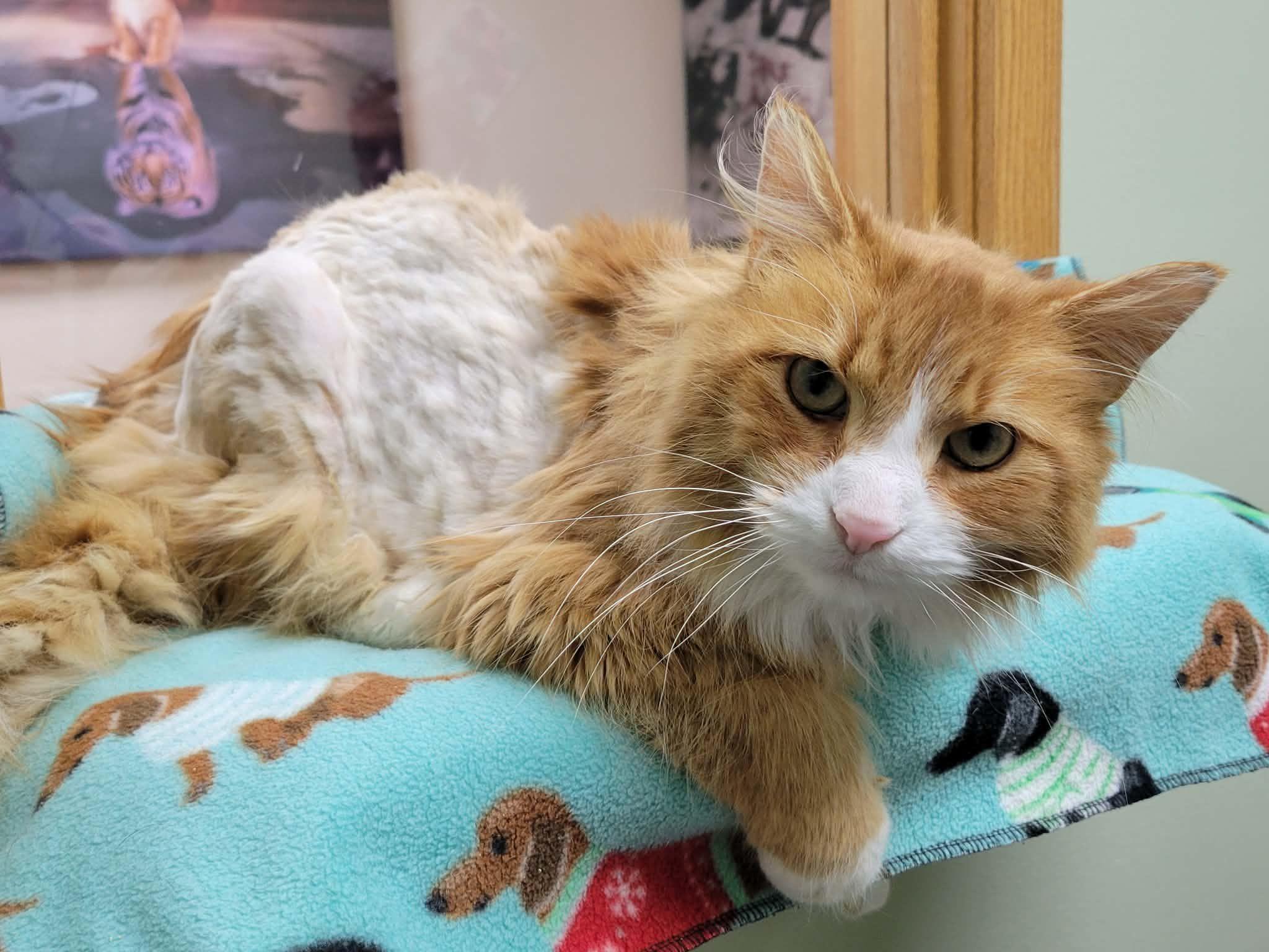 Butternut, ADOPTABLE, Adult Male Domestic Long Hair.