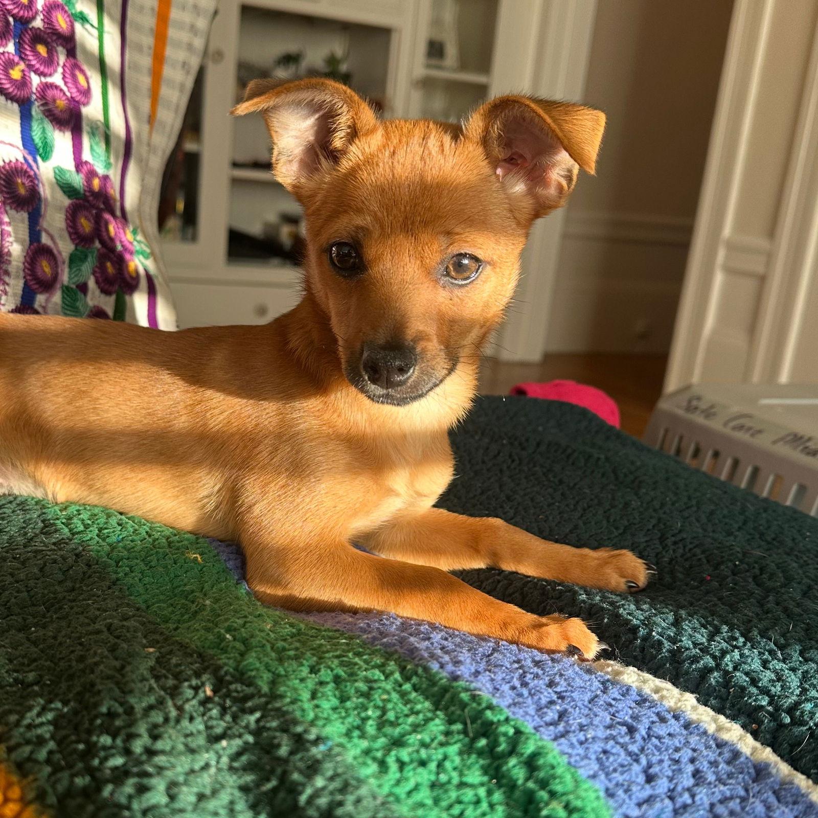 Enlarge Ruby, a Adopted mixed breed in Sunnyvale, CA image 1/1