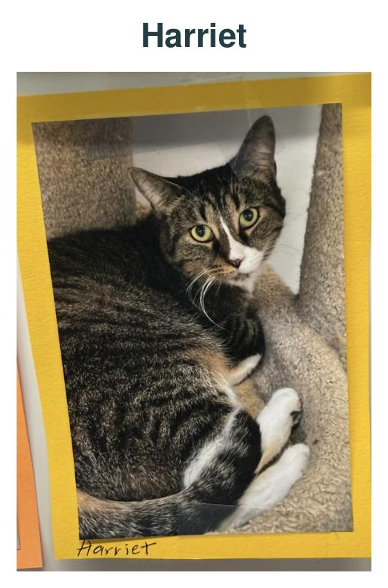 Enlarge Harriet, a Adopted Domestic Short Hair in Richland Center, WI image 1/1