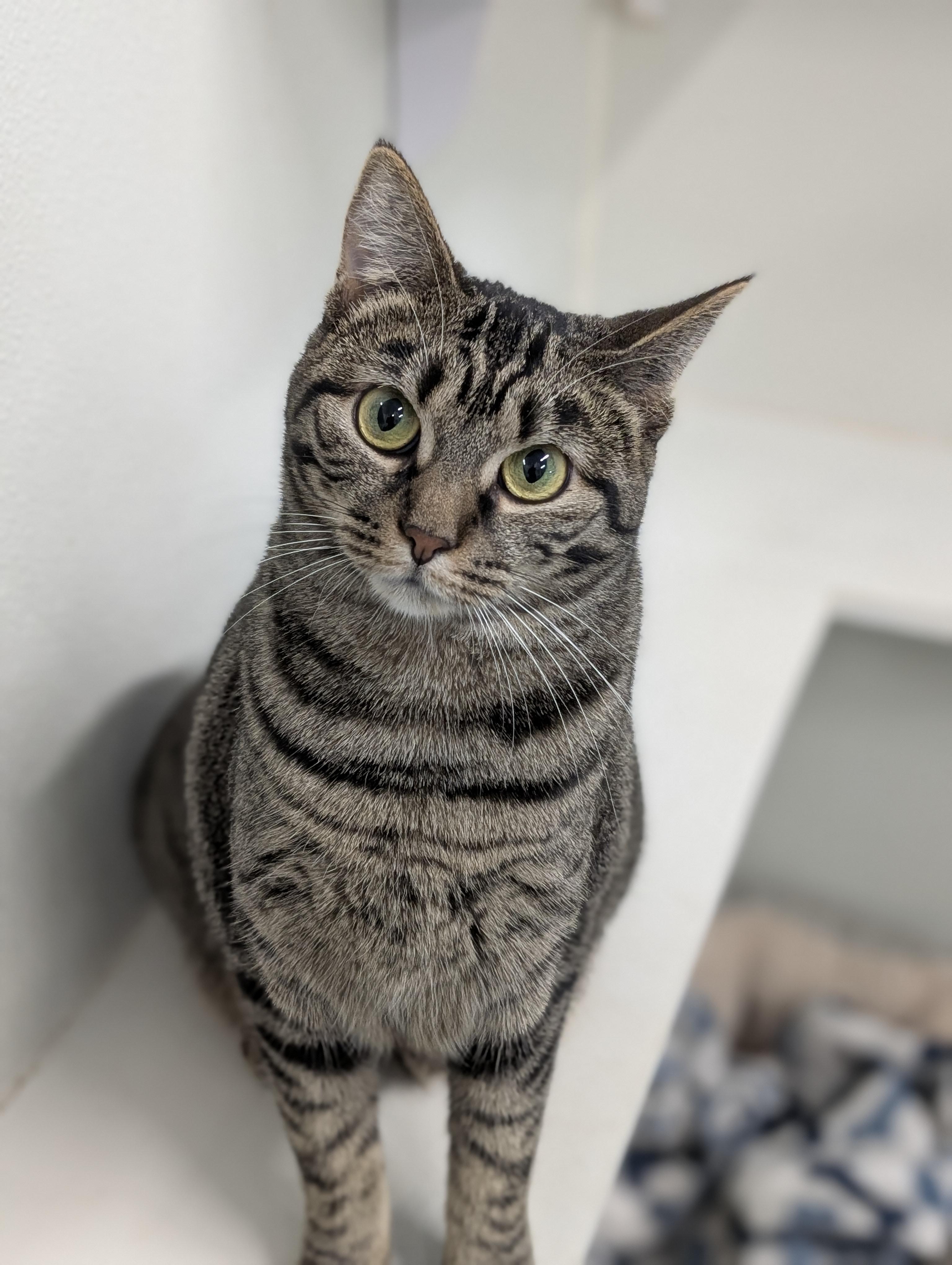 Rain, Adoptable, Young Female Domestic Short Hair.