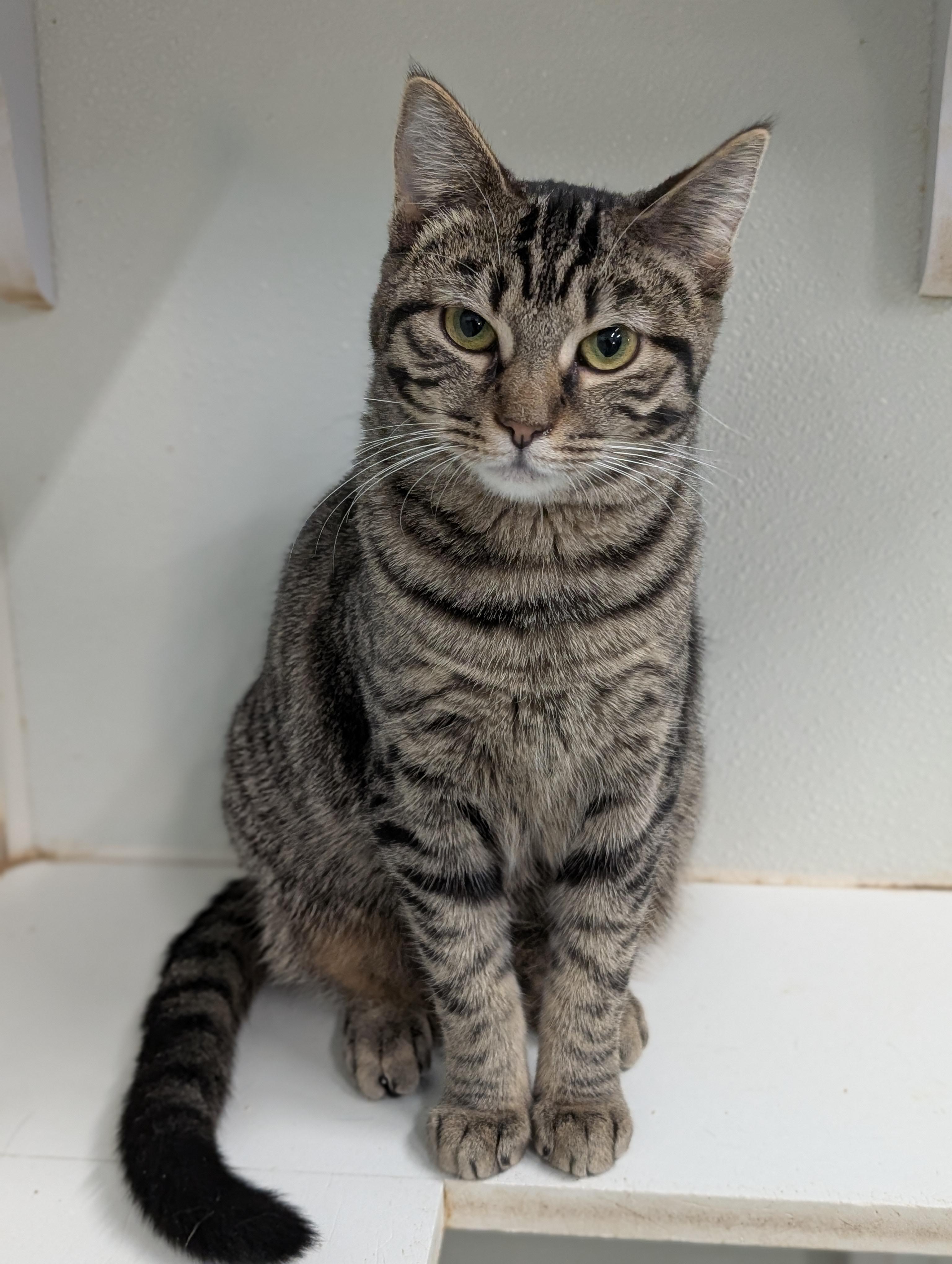 Enlarge Rain, a Adoptable Domestic Short Hair in Tilton, IL image 3/6