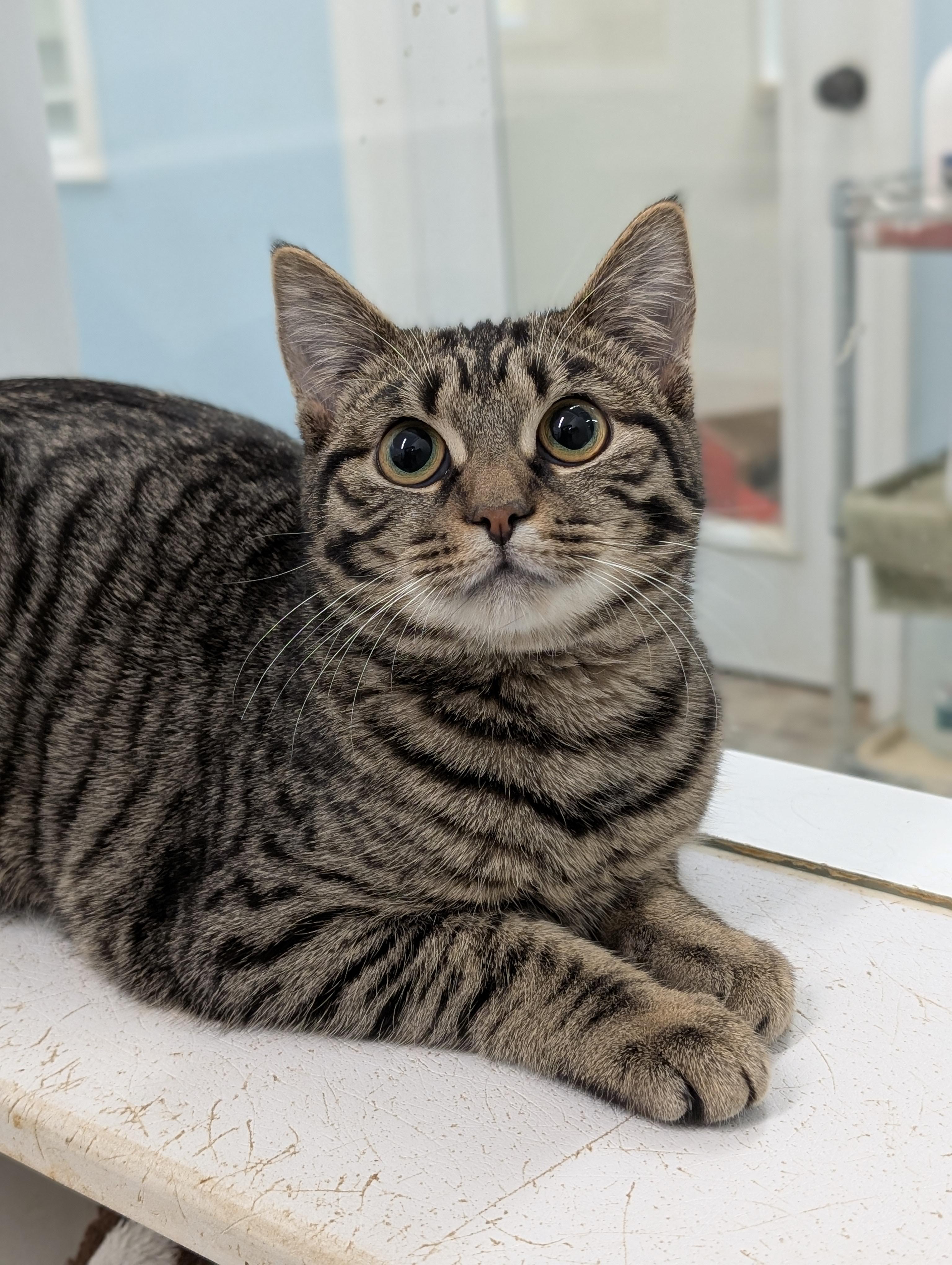 Enlarge Rain, a Adoptable Domestic Short Hair in Tilton, IL image 5/6