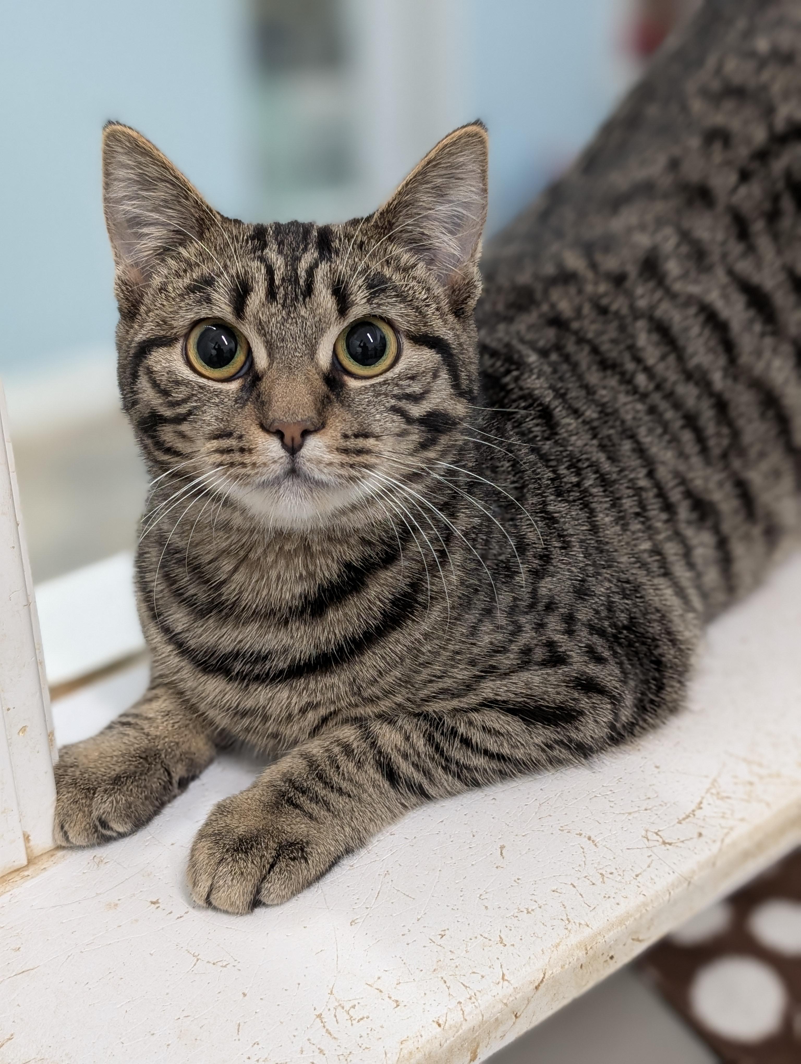 Enlarge Rain, a Adoptable Domestic Short Hair in Tilton, IL image 6/6