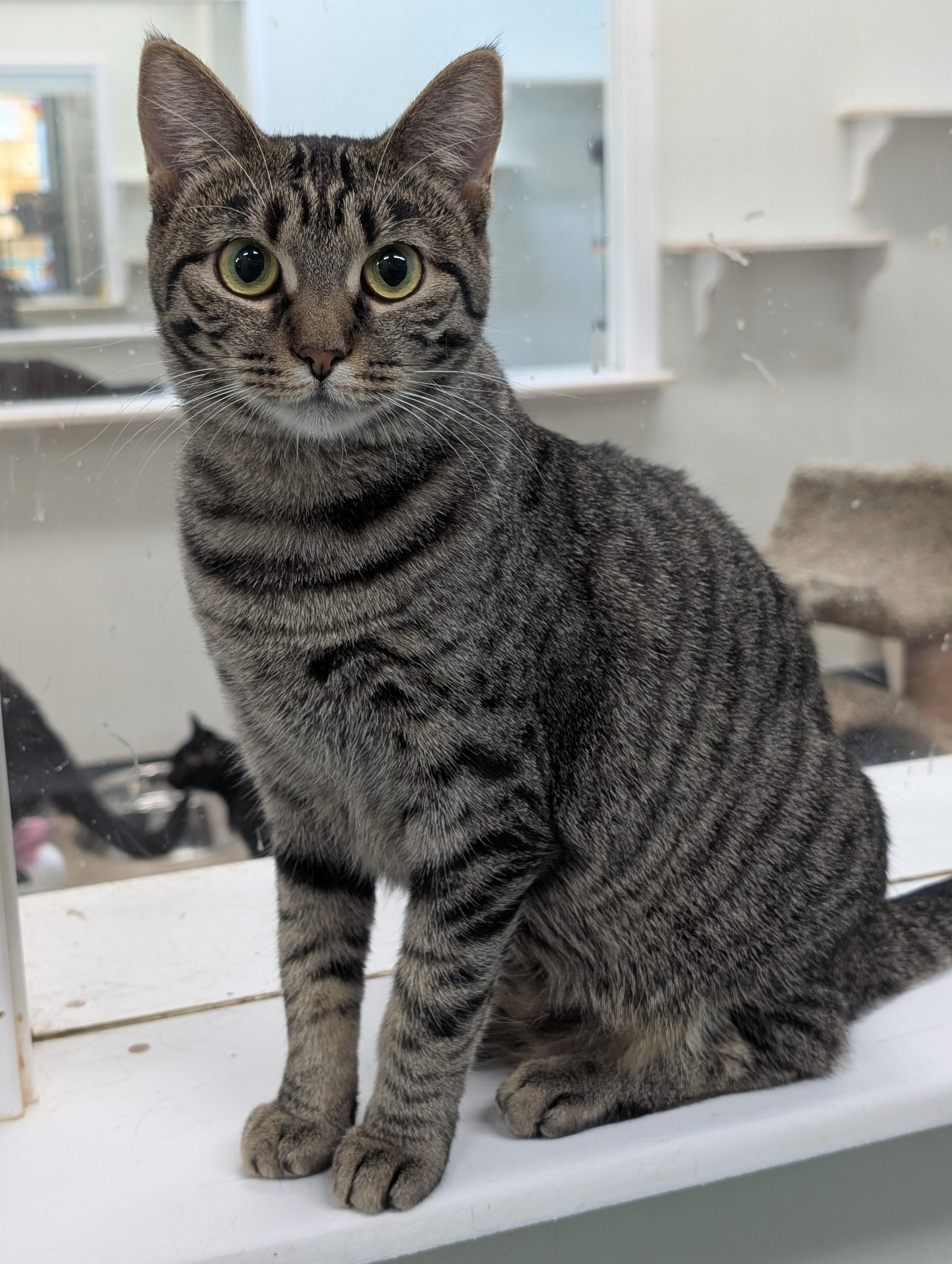 Rain, Adoptable, Adult Female Domestic Short Hair.