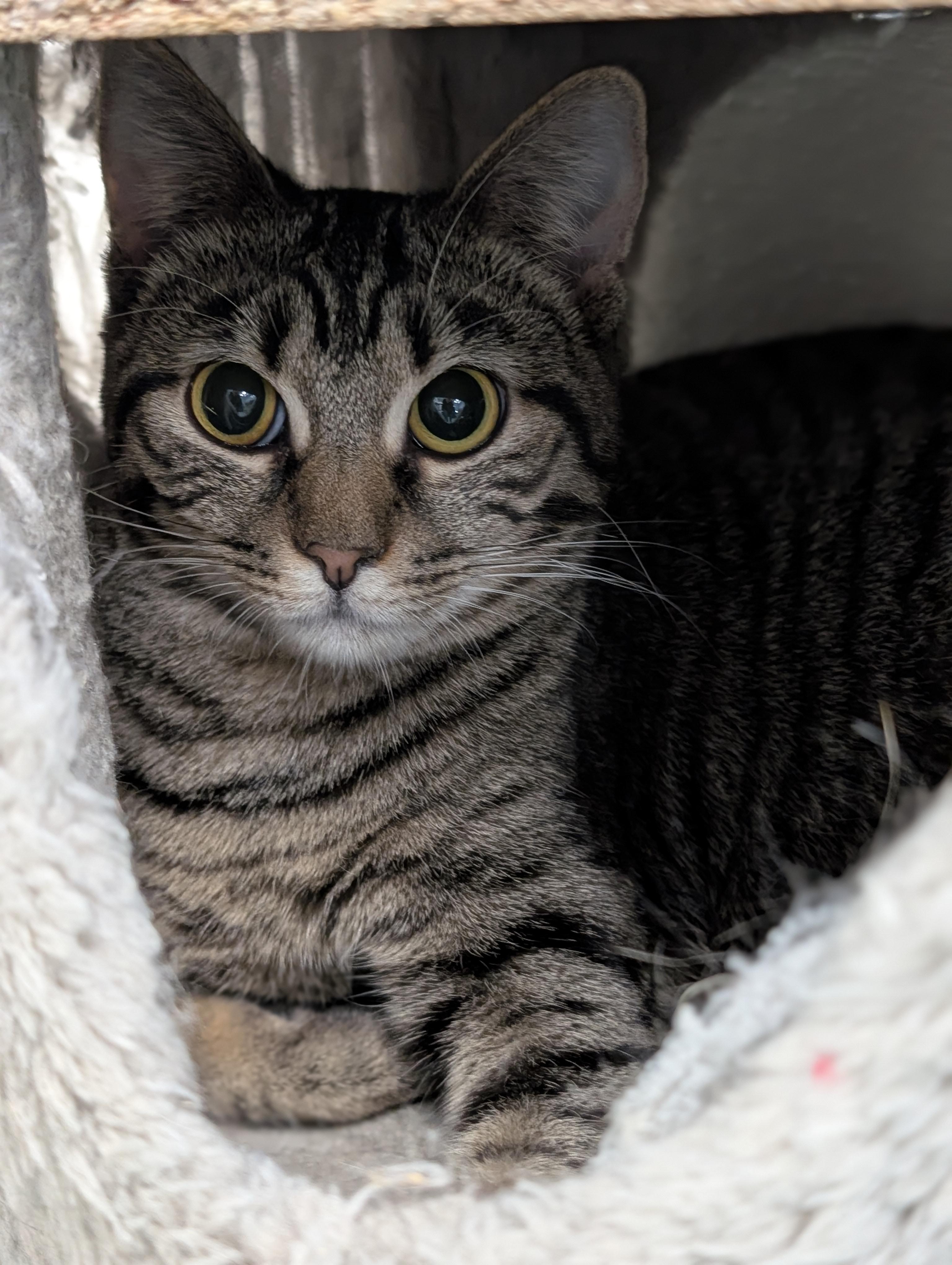 Enlarge Rain, a Adoptable Domestic Short Hair in Tilton, IL image 4/6