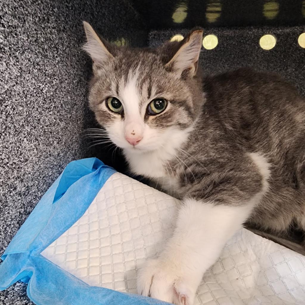Enlarge Gary, a Adoptable Domestic Short Hair in Spanish Fork, UT image 1/2