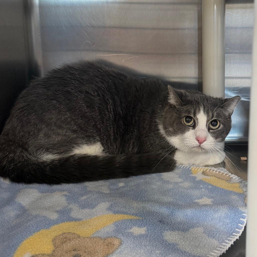 Enlarge Gary, a Adoptable Domestic Short Hair in Spanish Fork, UT image 2/2
