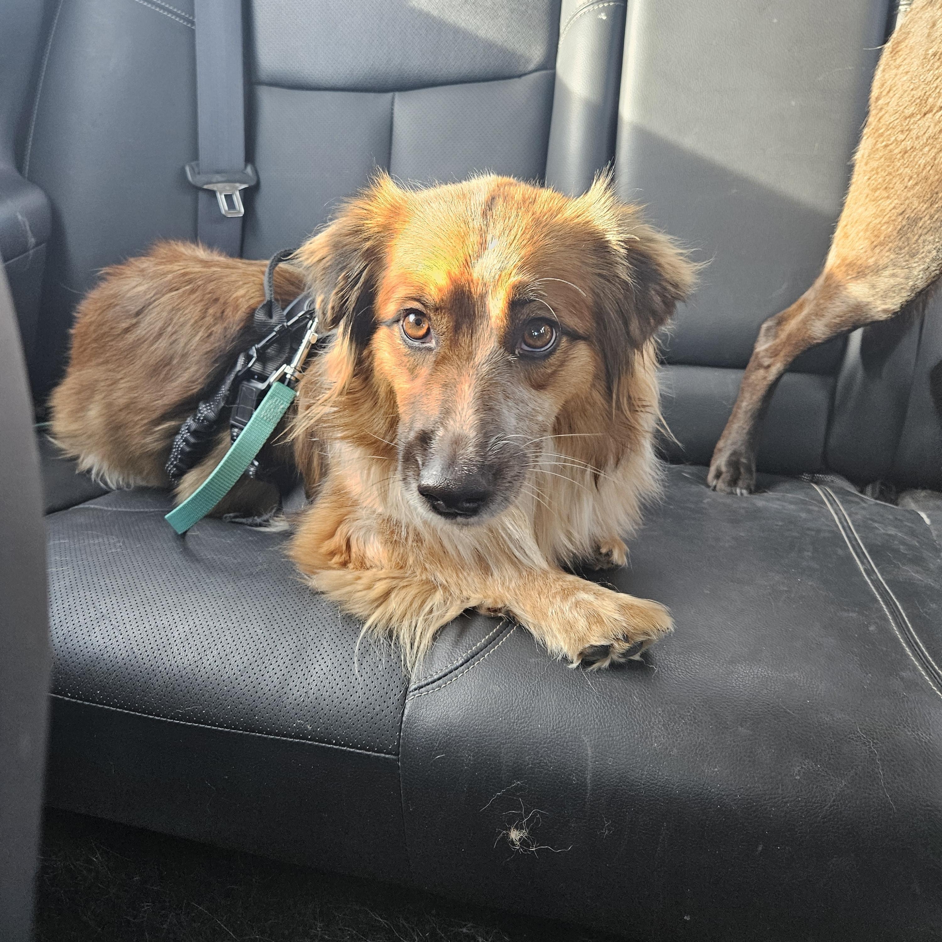 Enlarge Sage, a Adoptable mixed breed in Fort Collins, CO image 6/6