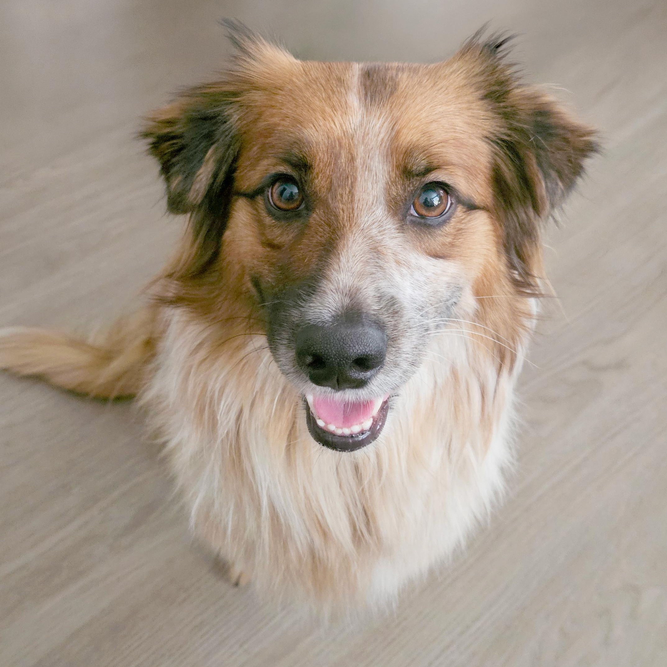 Sage, Adoptable, Adult Female Corgi & Australian Shepherd.