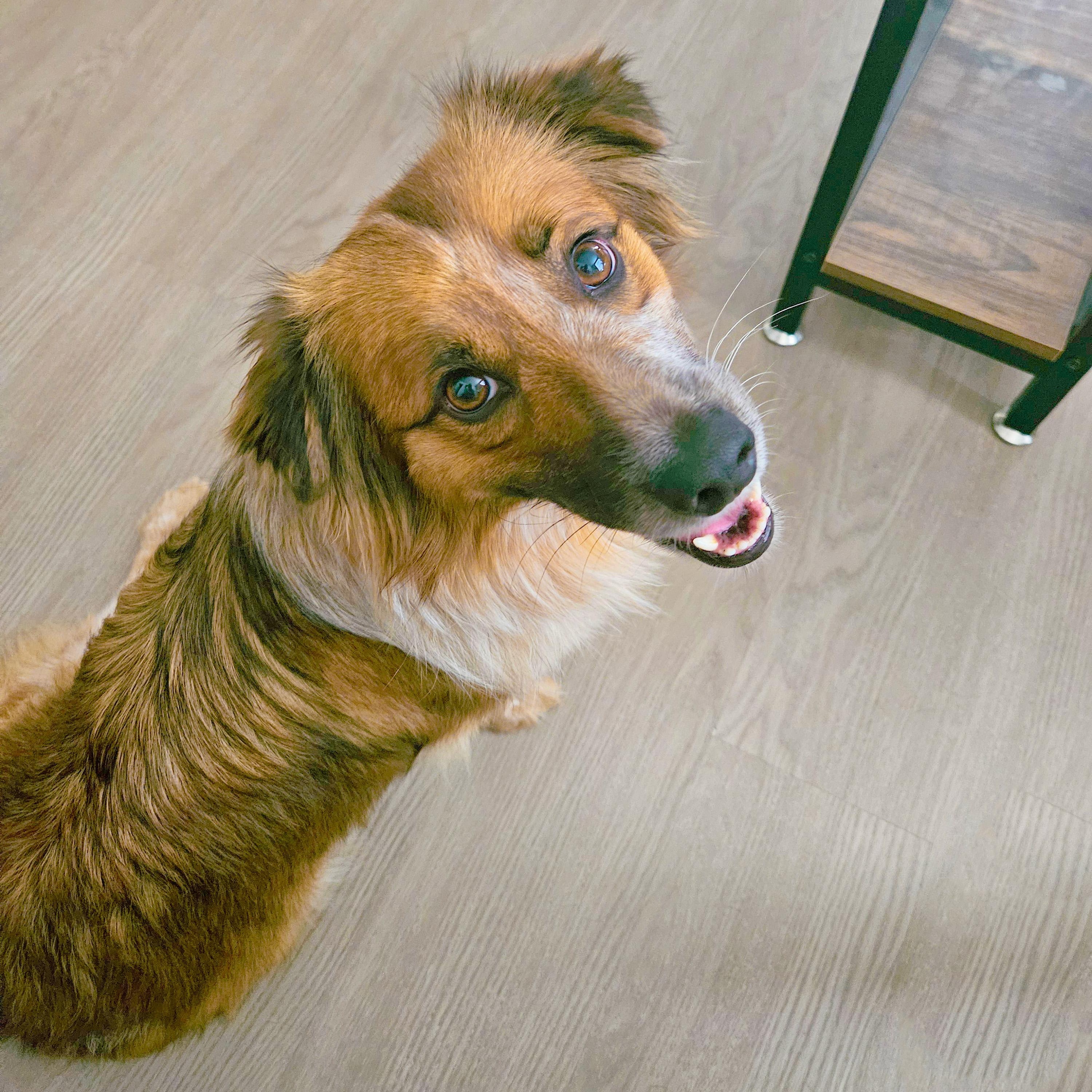 Enlarge Sage, a Adoptable mixed breed in Fort Collins, CO image 5/6