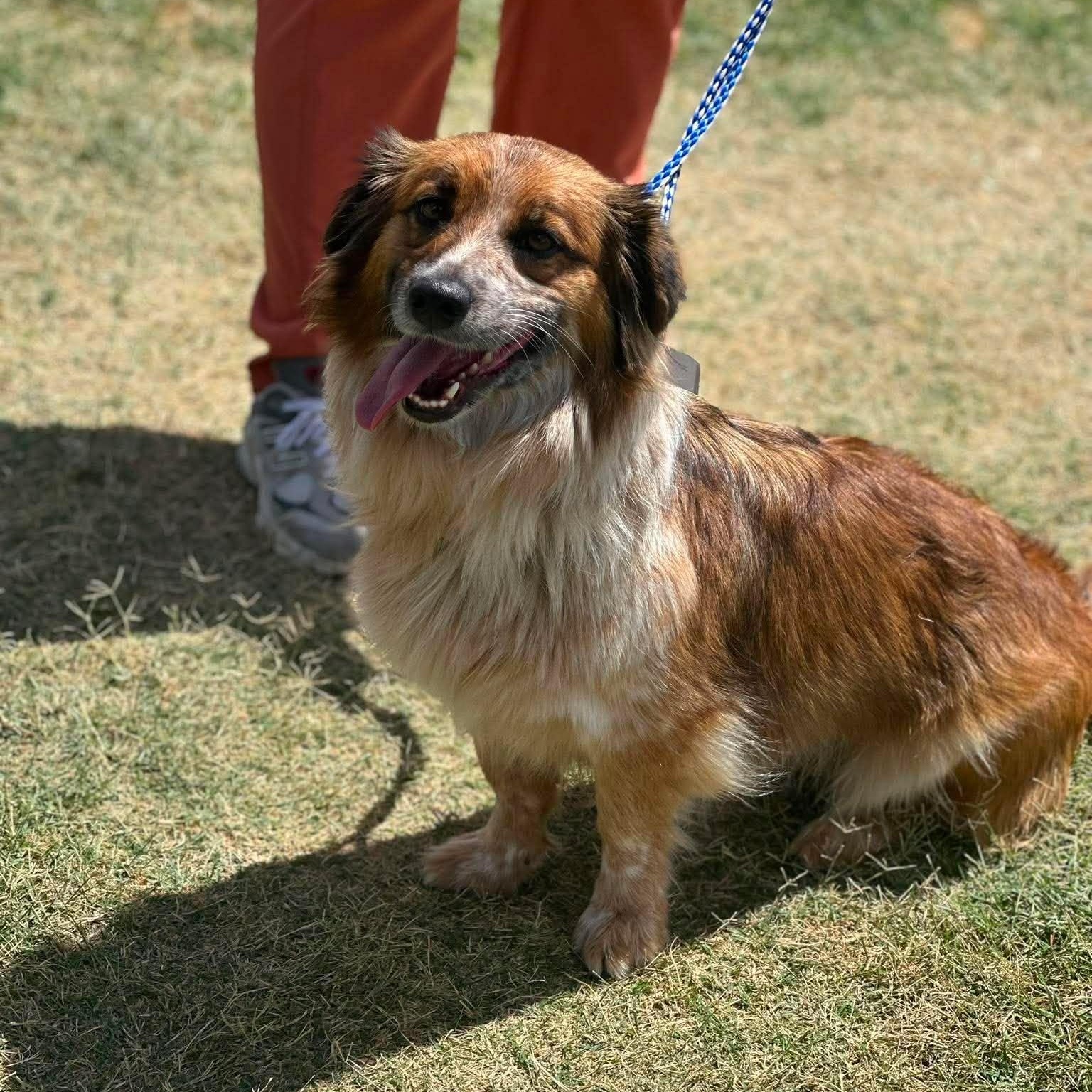 Enlarge Sage, a Adoptable mixed breed in Fort Collins, CO image 2/6