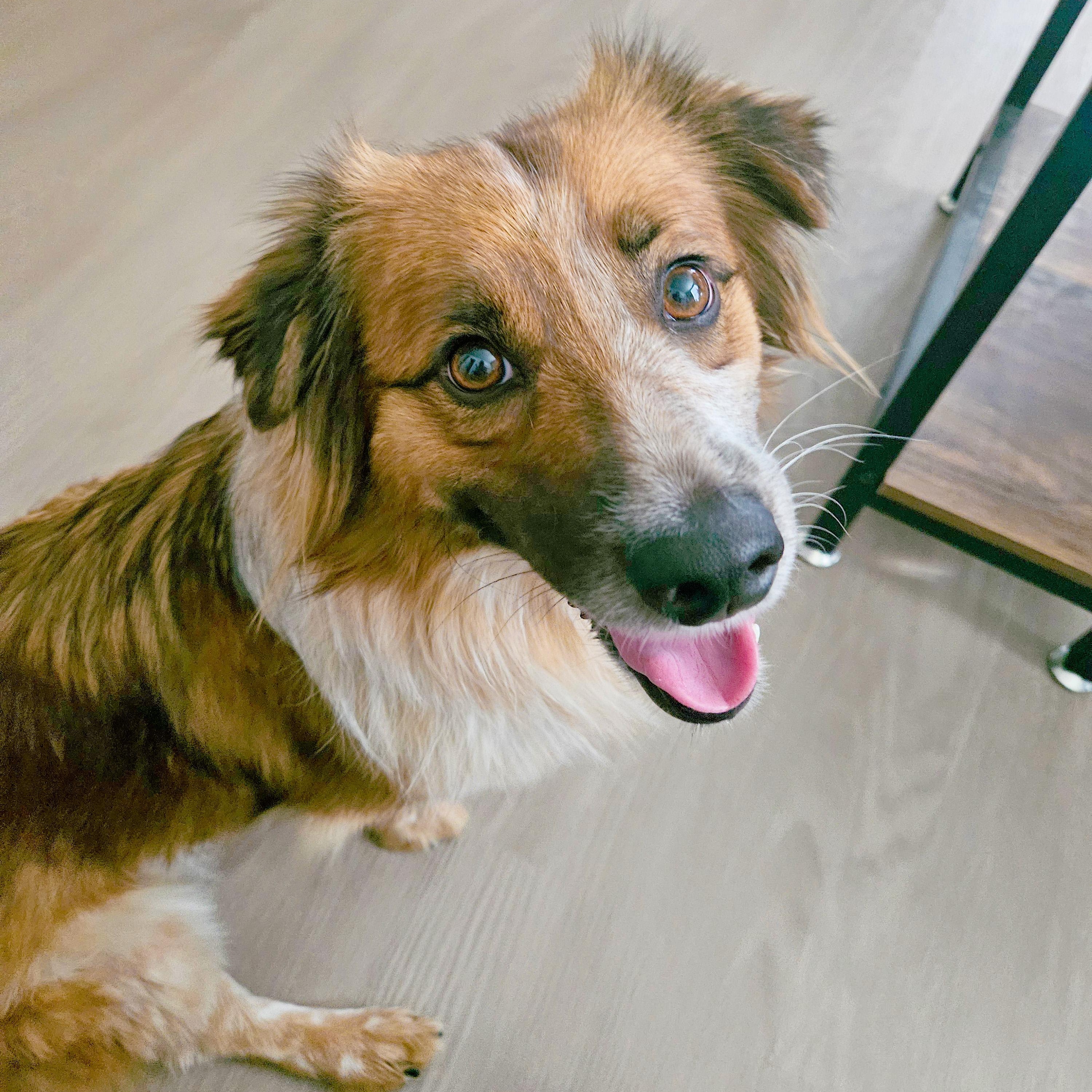Enlarge Sage, a Adoptable mixed breed in Fort Collins, CO image 4/6