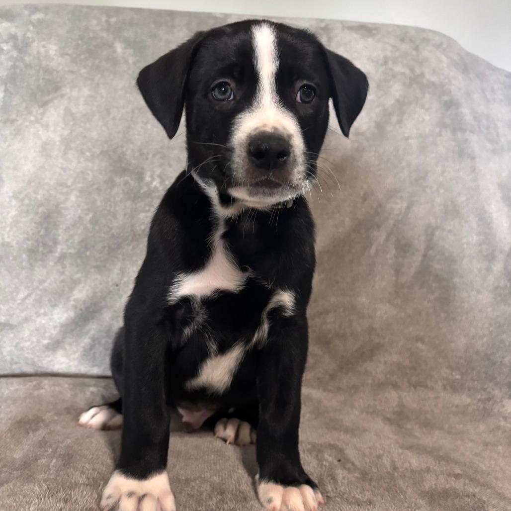 Enlarge Cappuccino, a Adopted mixed breed in West Jordan, UT image 1/1