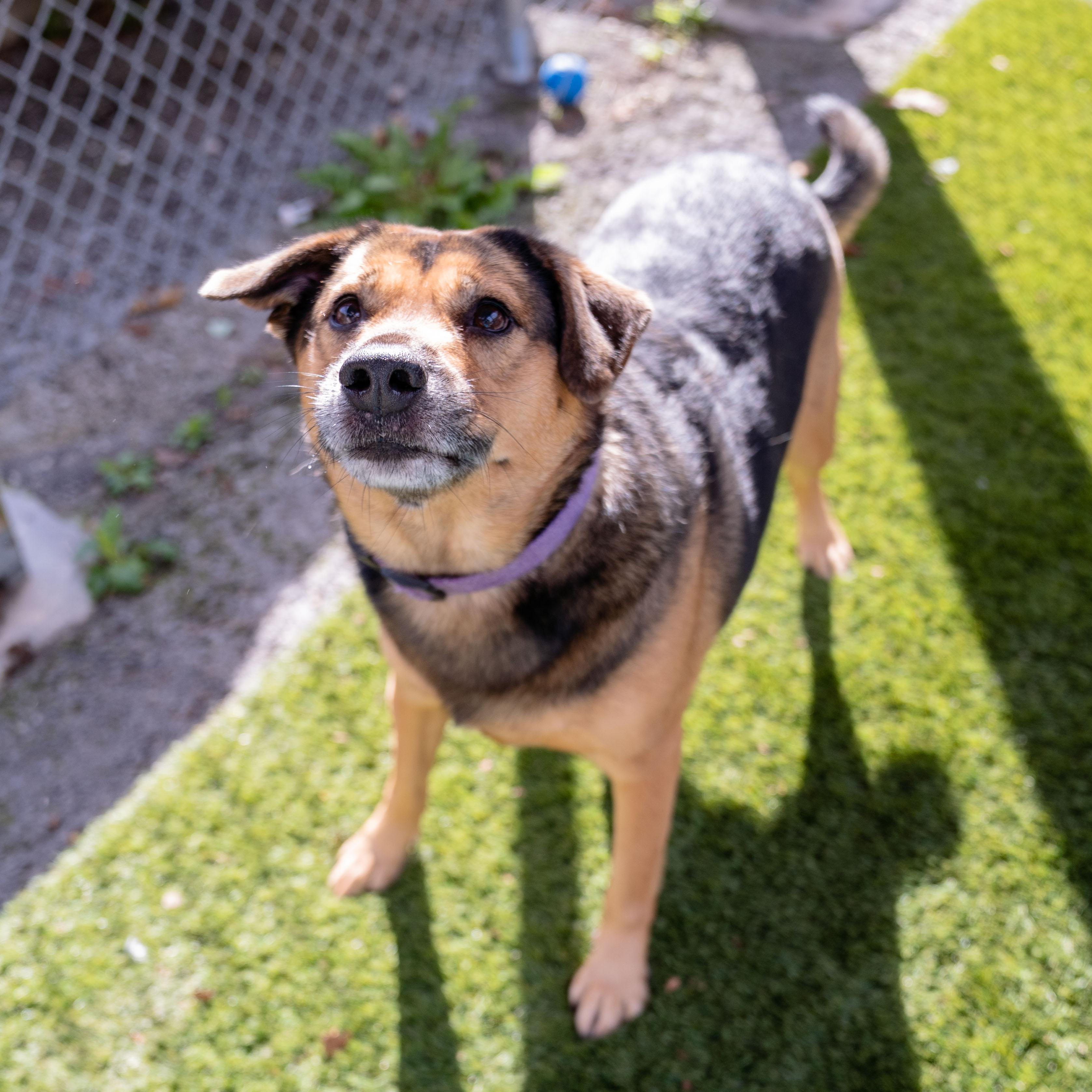 Enlarge Pickles, a Adoptable mixed breed in Morgantown, WV image 2/4