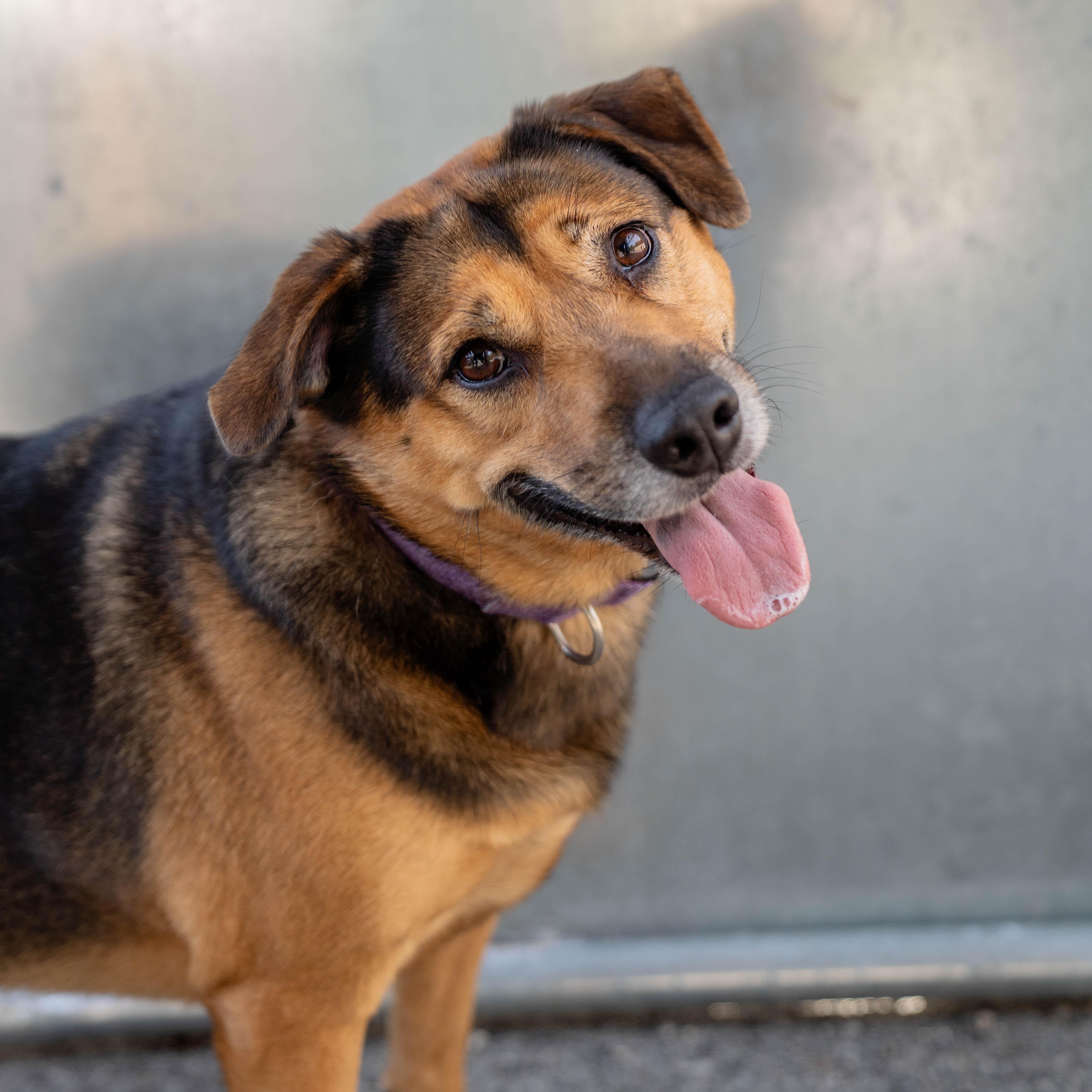 Enlarge Pickles, a Adoptable mixed breed in Morgantown, WV image 4/4