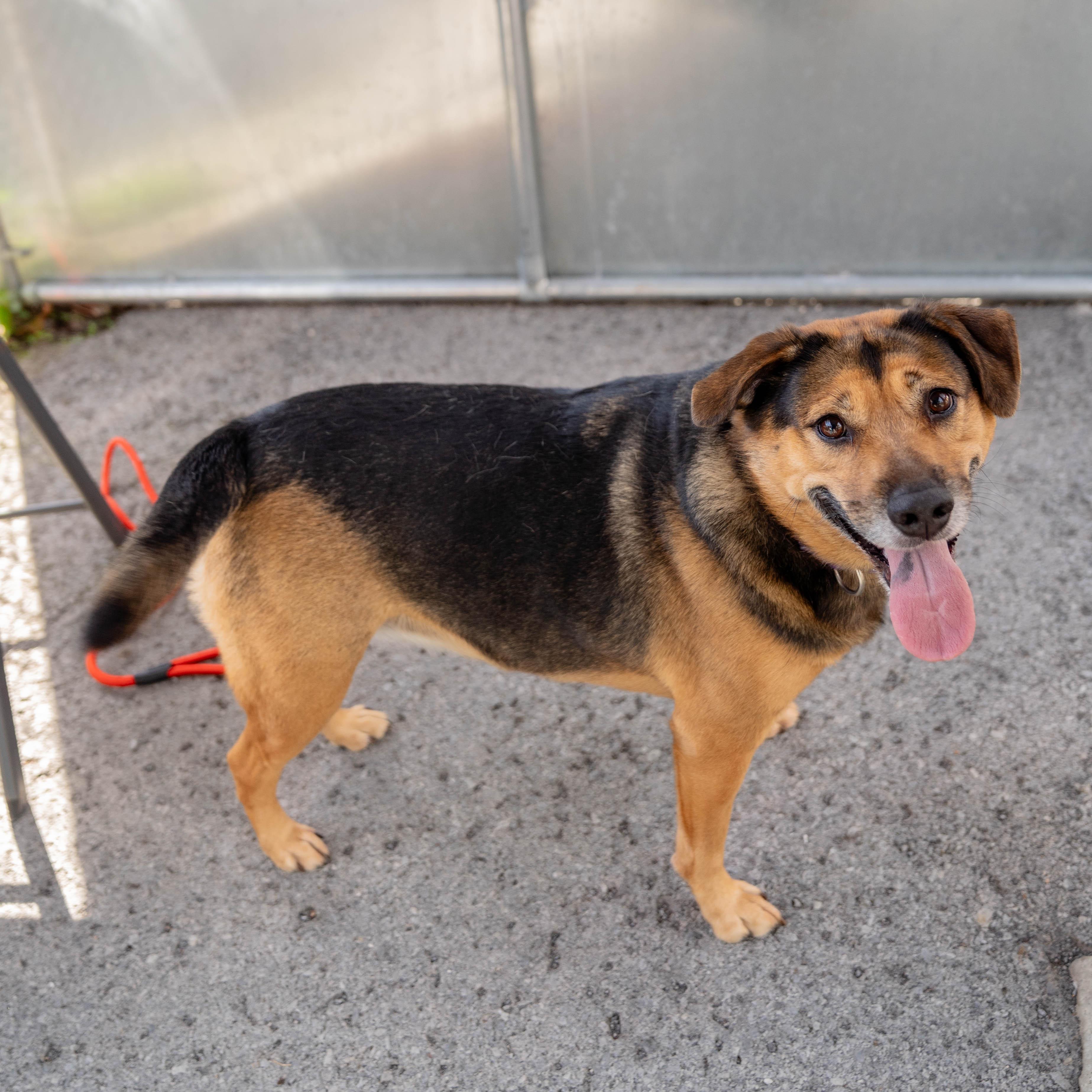 Enlarge Pickles, a Adoptable mixed breed in Morgantown, WV image 3/4