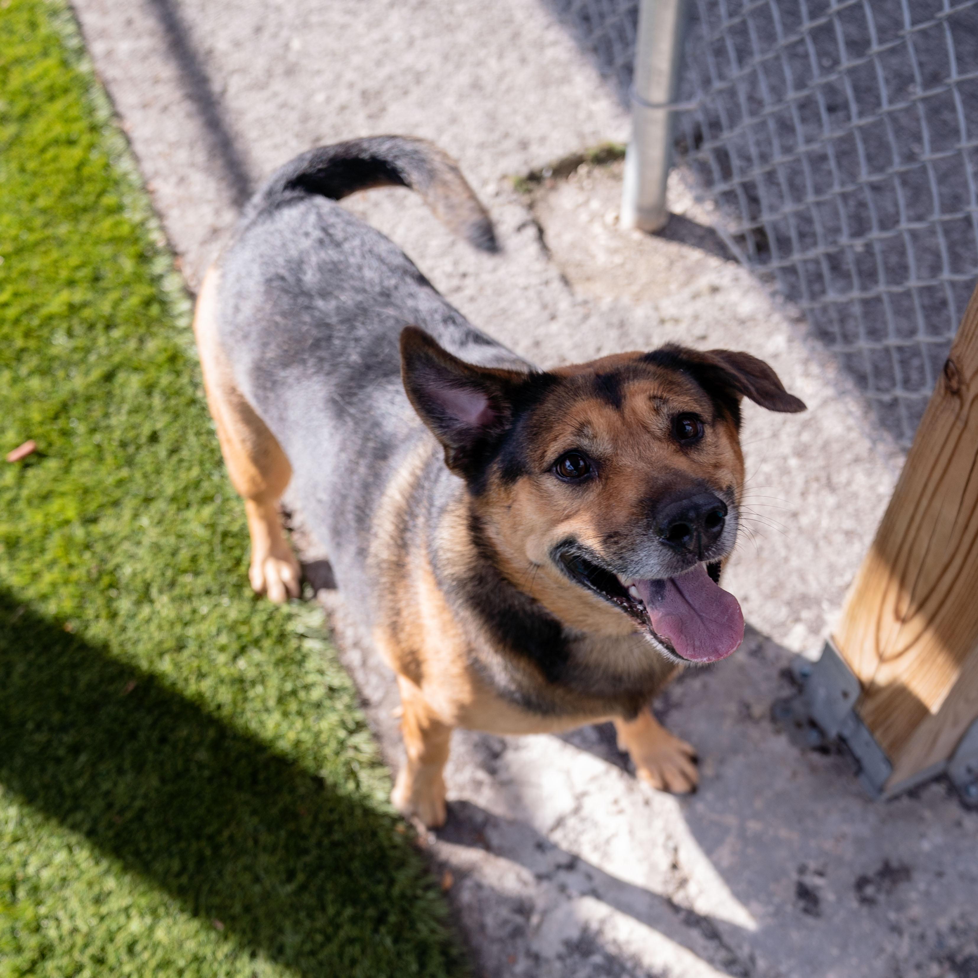 Pickles, Adoptable, Adult Female Shepherd & Mixed Breed.