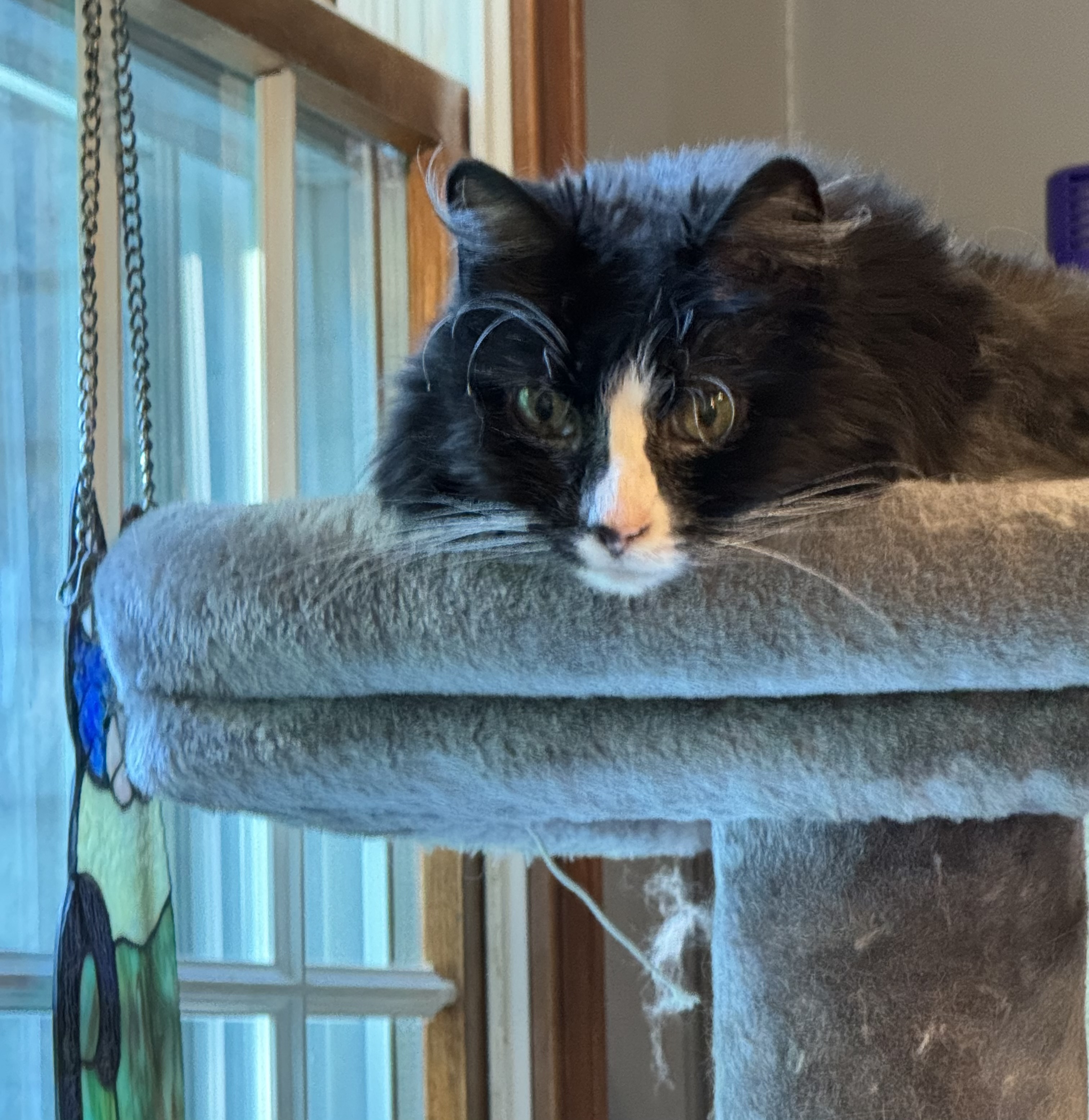 Sunshine, Adoptable, Senior Female Domestic Long Hair.