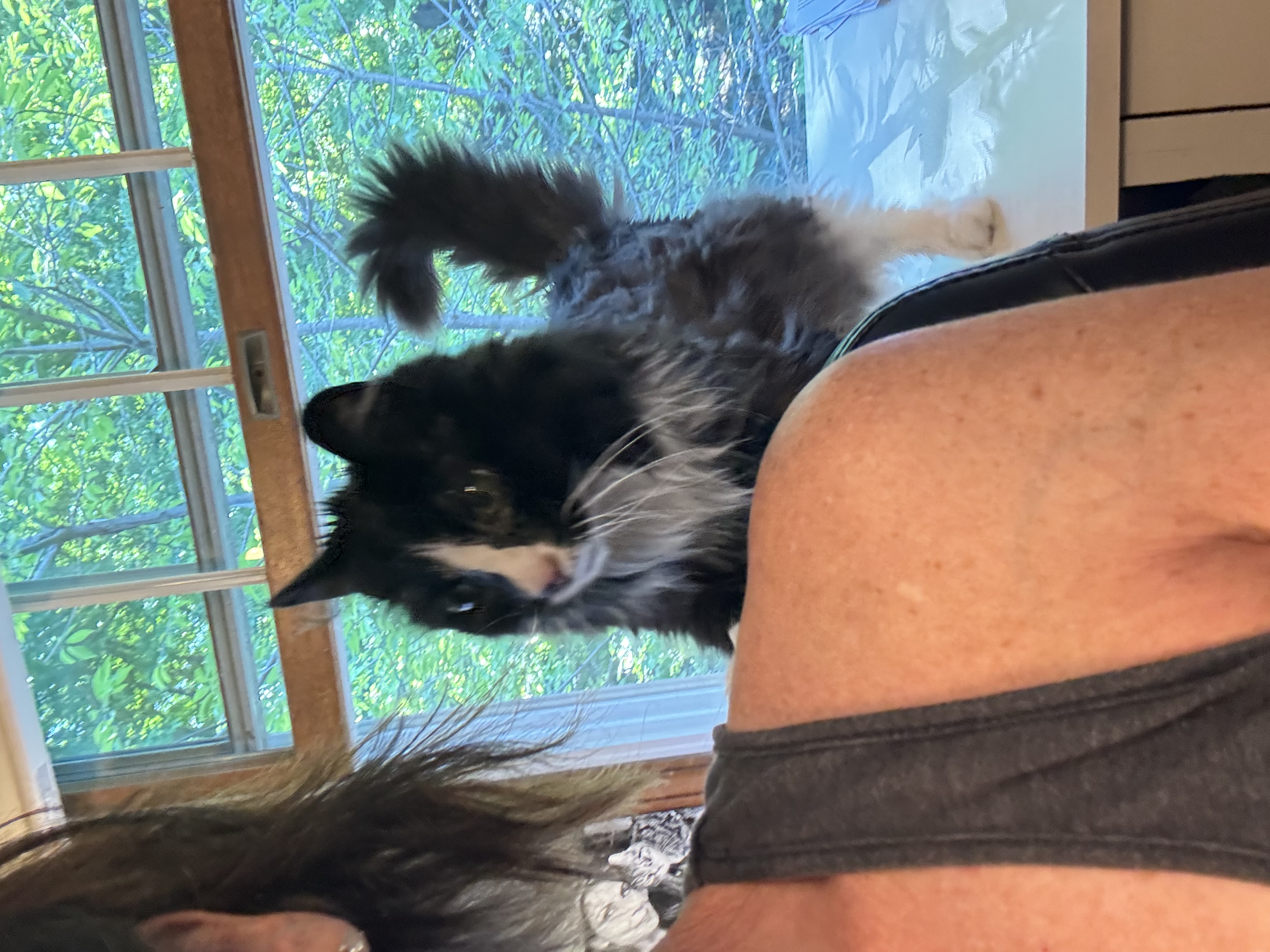 Sunshine, a Adoptable Domestic Long Hair in Perrineville, NJ image 2/3