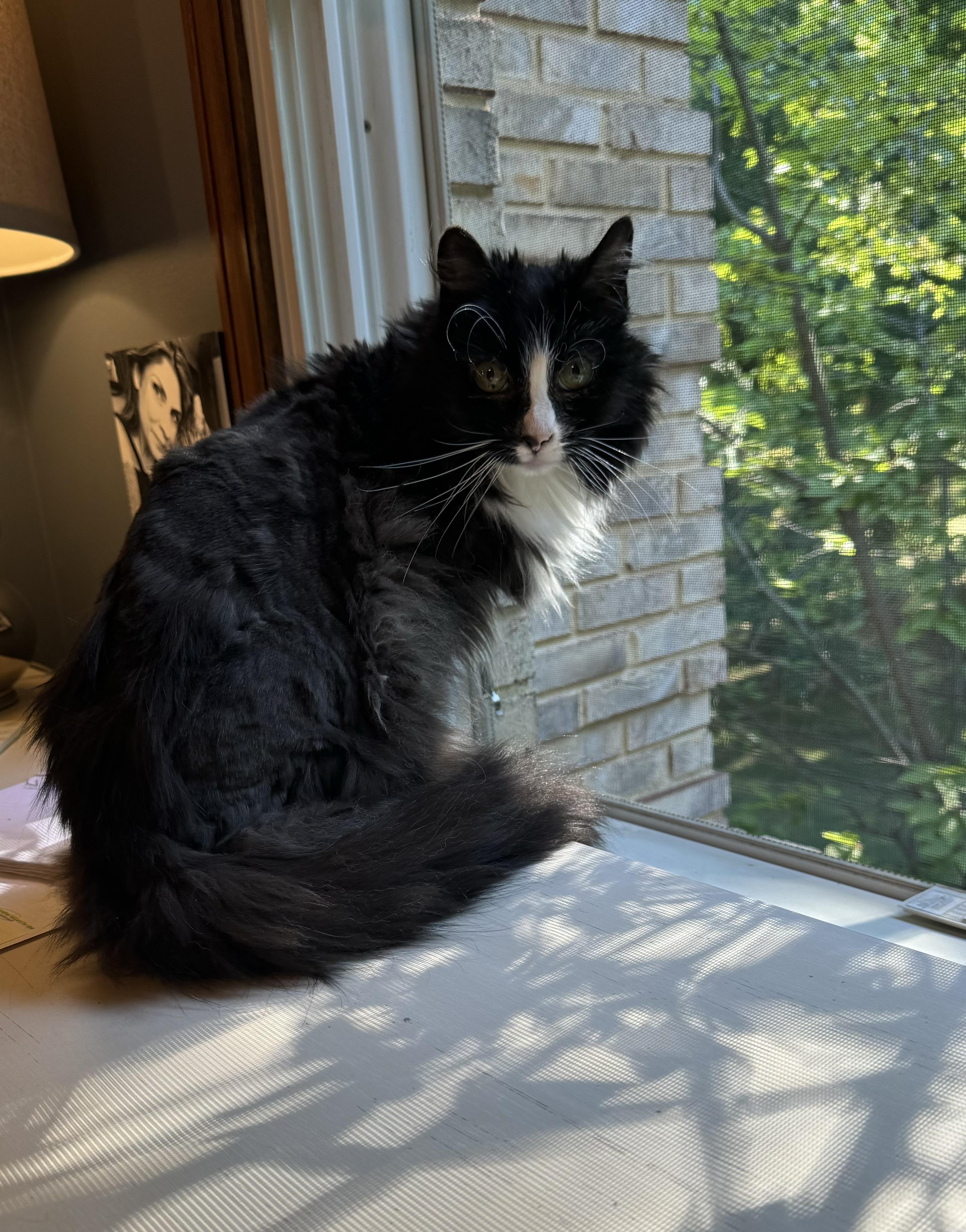 Sunshine, a Adoptable Domestic Long Hair in Perrineville, NJ image 3/3