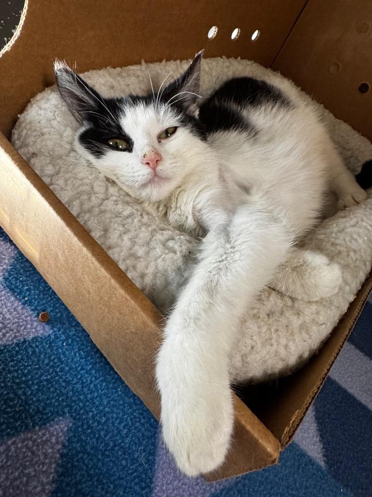 Astrid, Adoptable, Kitten Female Domestic Short Hair.