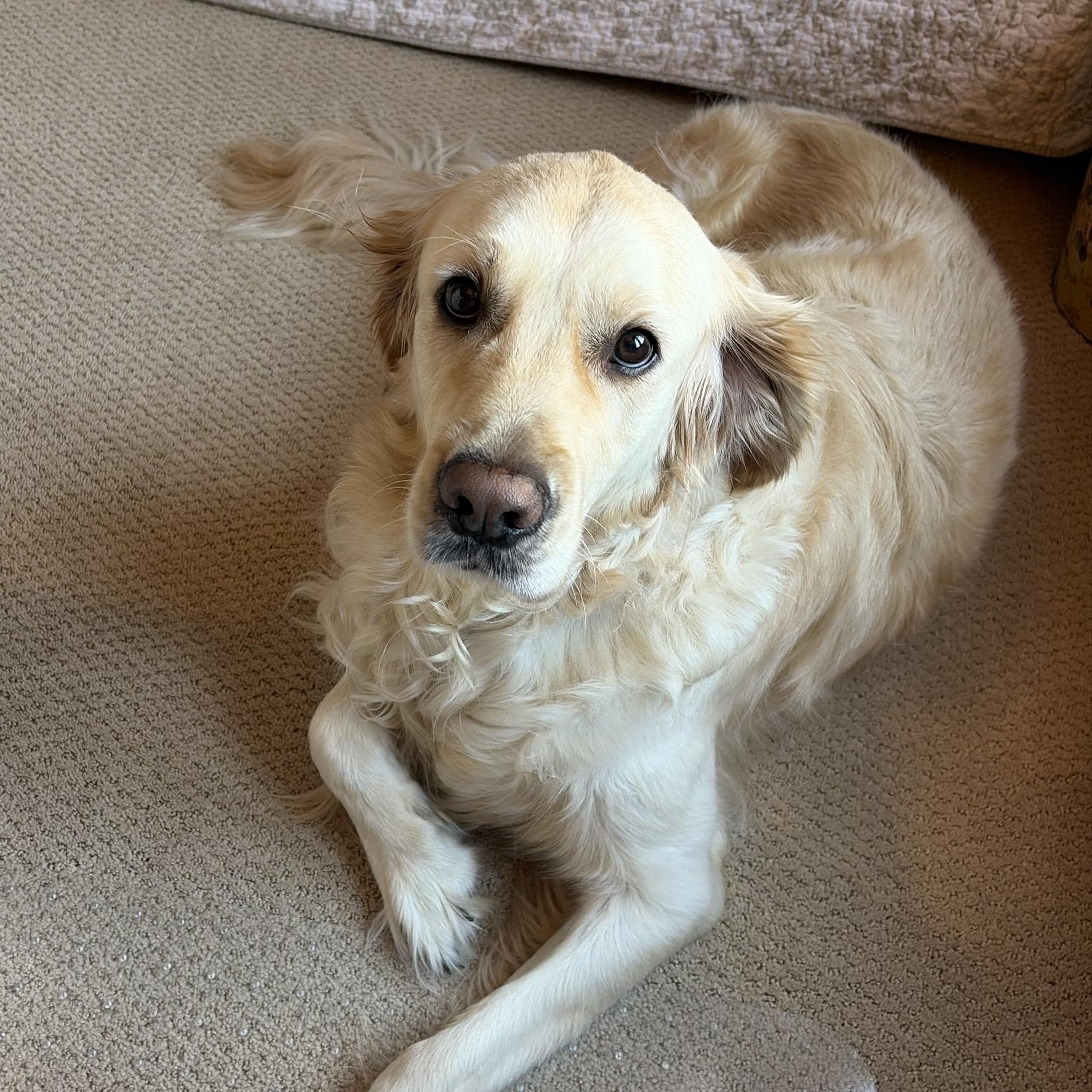 Enlarge Archie, a Adoptable Golden Retriever in Sudbury, MA image 1/3