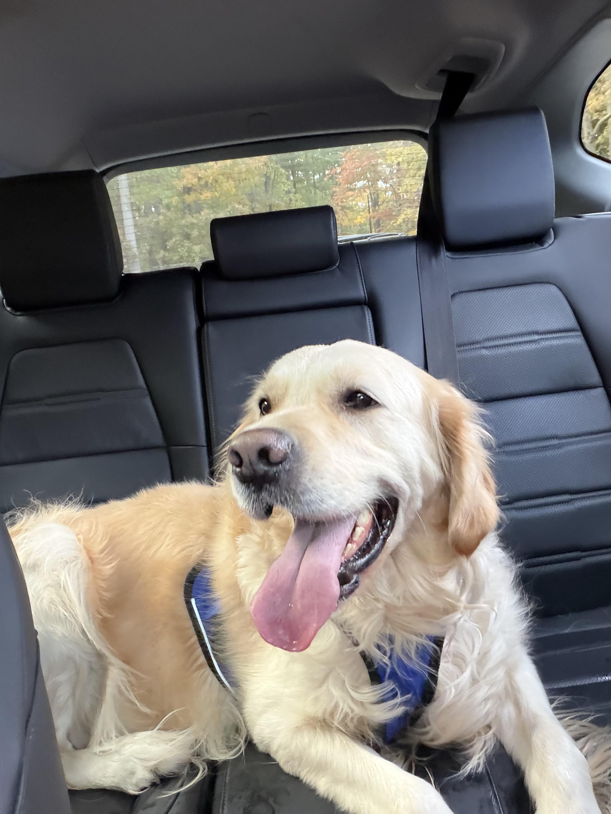 Enlarge Archie, a Adoptable Golden Retriever in Sudbury, MA image 2/3