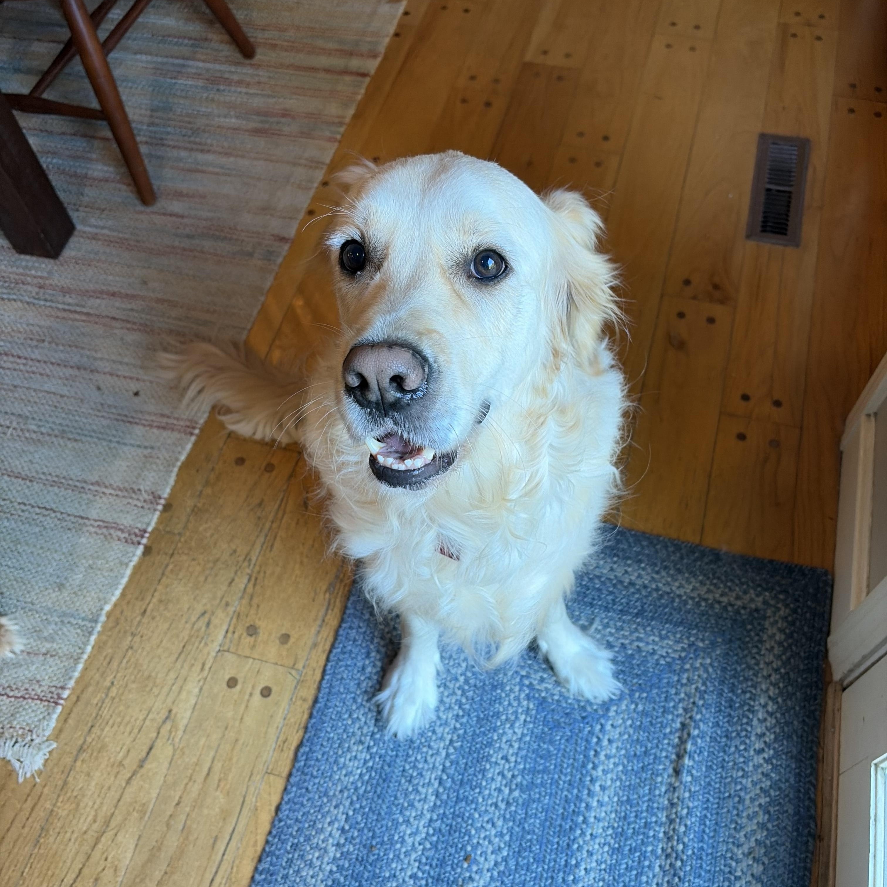 Enlarge Archie, a Adoptable Golden Retriever in Sudbury, MA image 3/3
