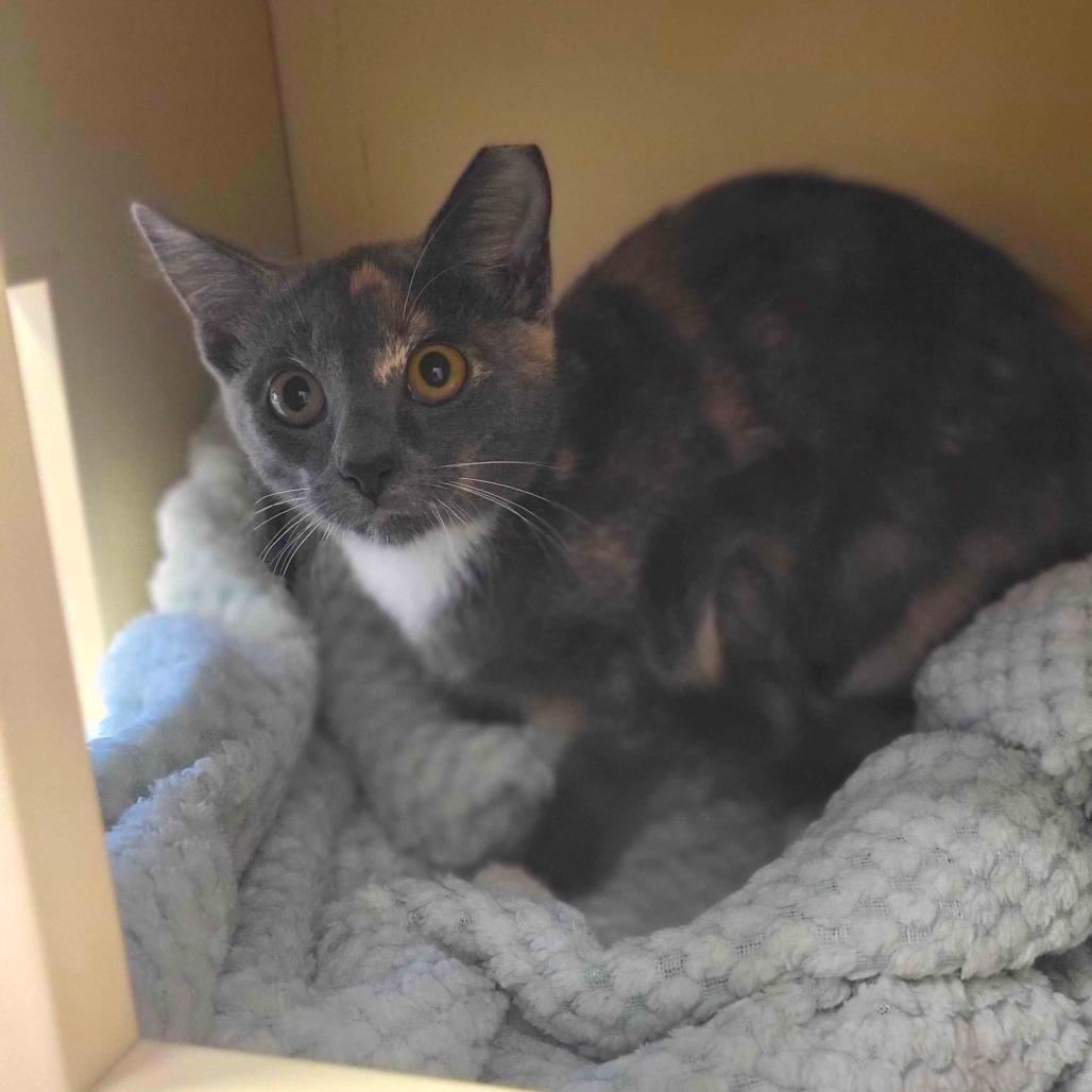 Tuna Turner, Adoptable, Young Female Domestic Short Hair.