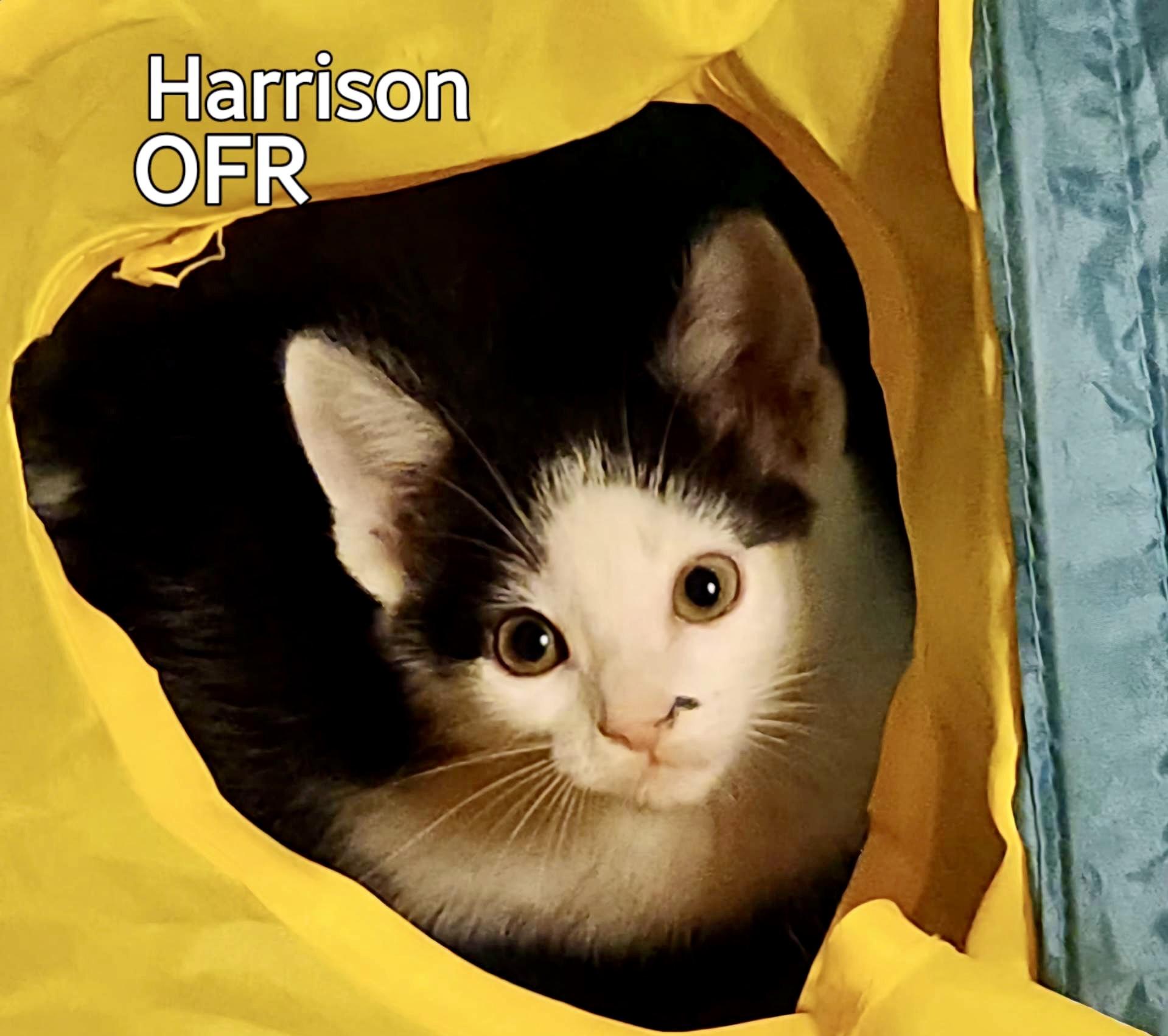 Harrison, ADOPTABLE, Kitten Male Domestic Short Hair.