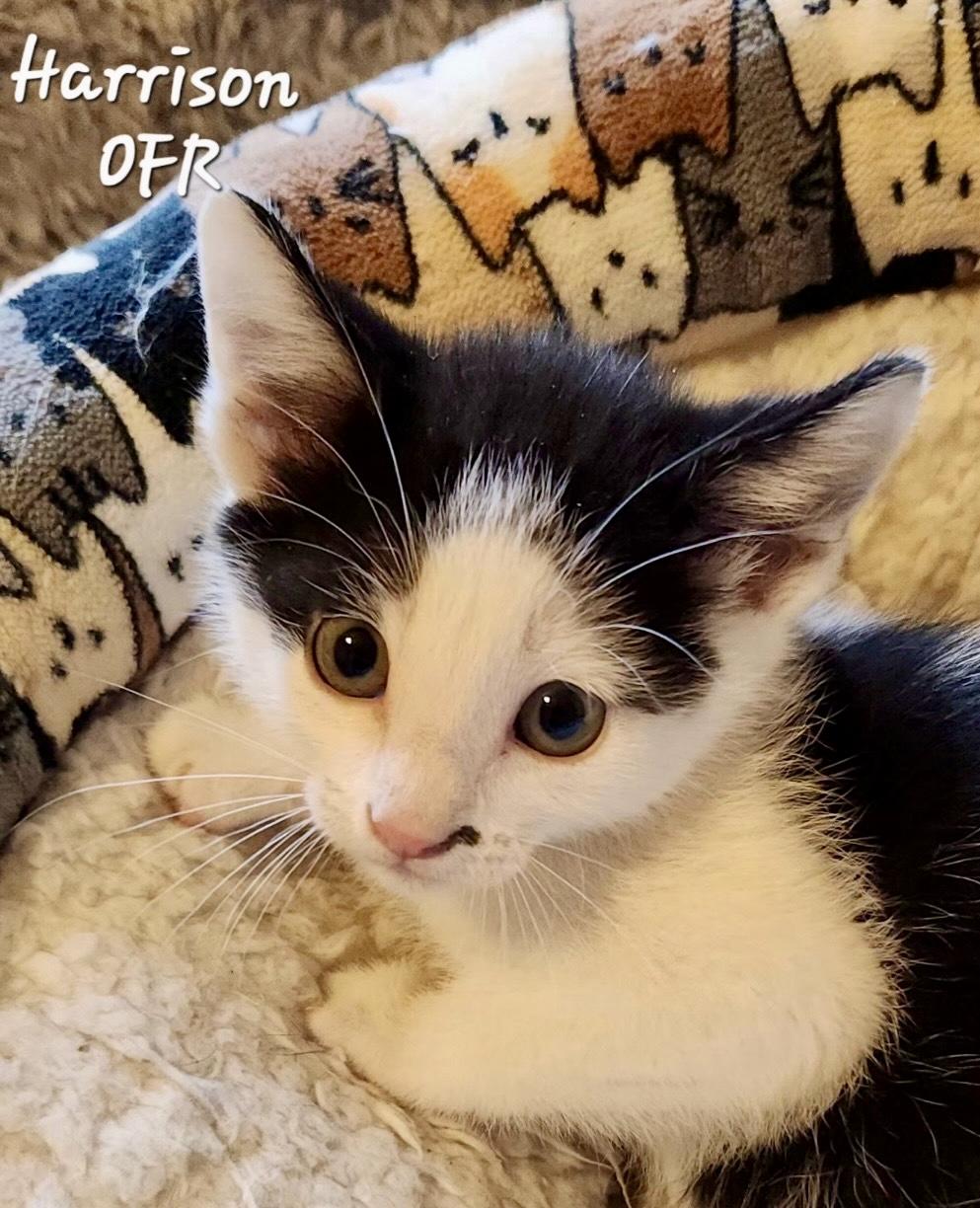 Enlarge Harrison, a ADOPTABLE Domestic Short Hair in Owasso, OK image 2/3