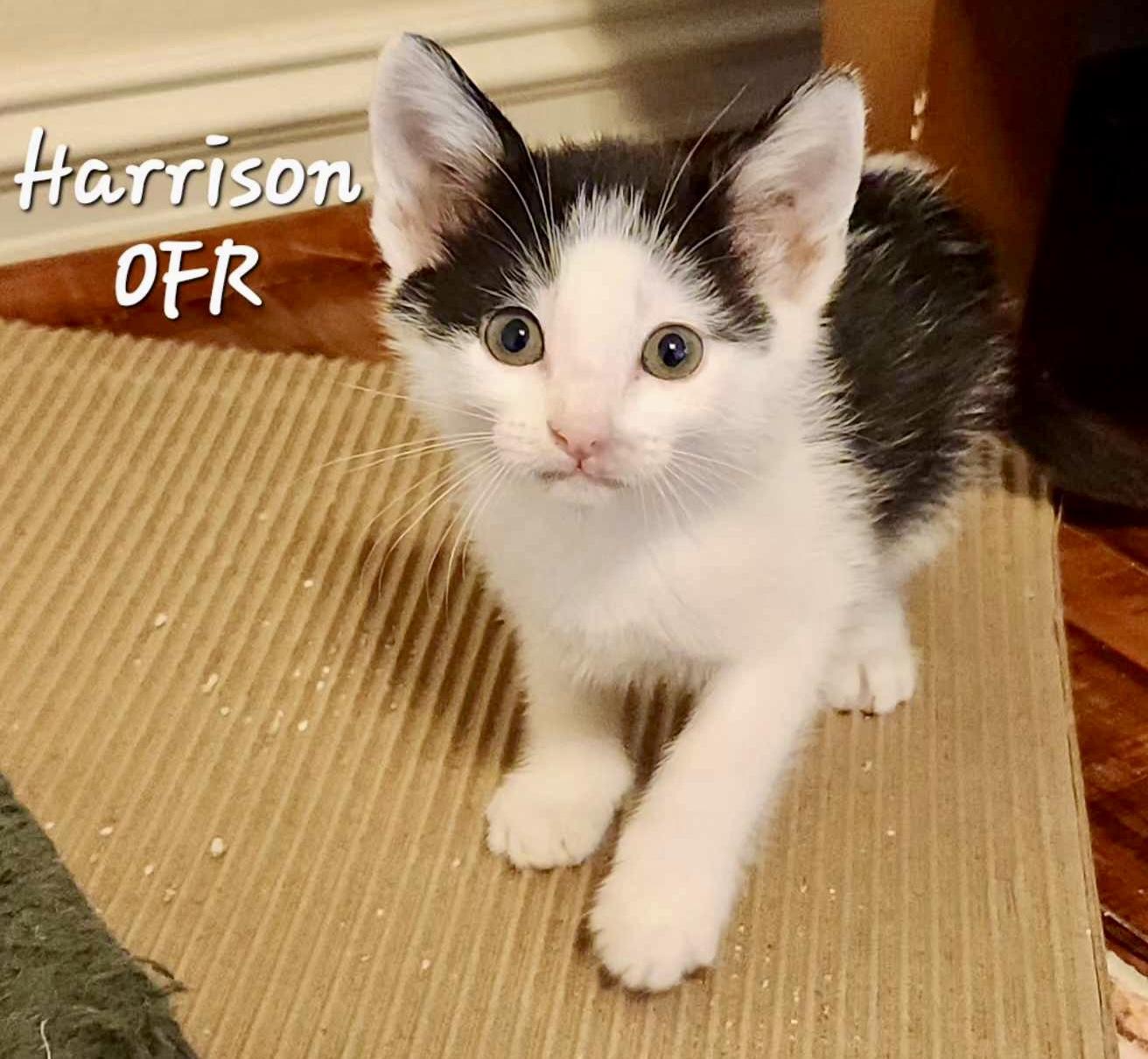 Enlarge Harrison, a ADOPTABLE Domestic Short Hair in Owasso, OK image 3/3