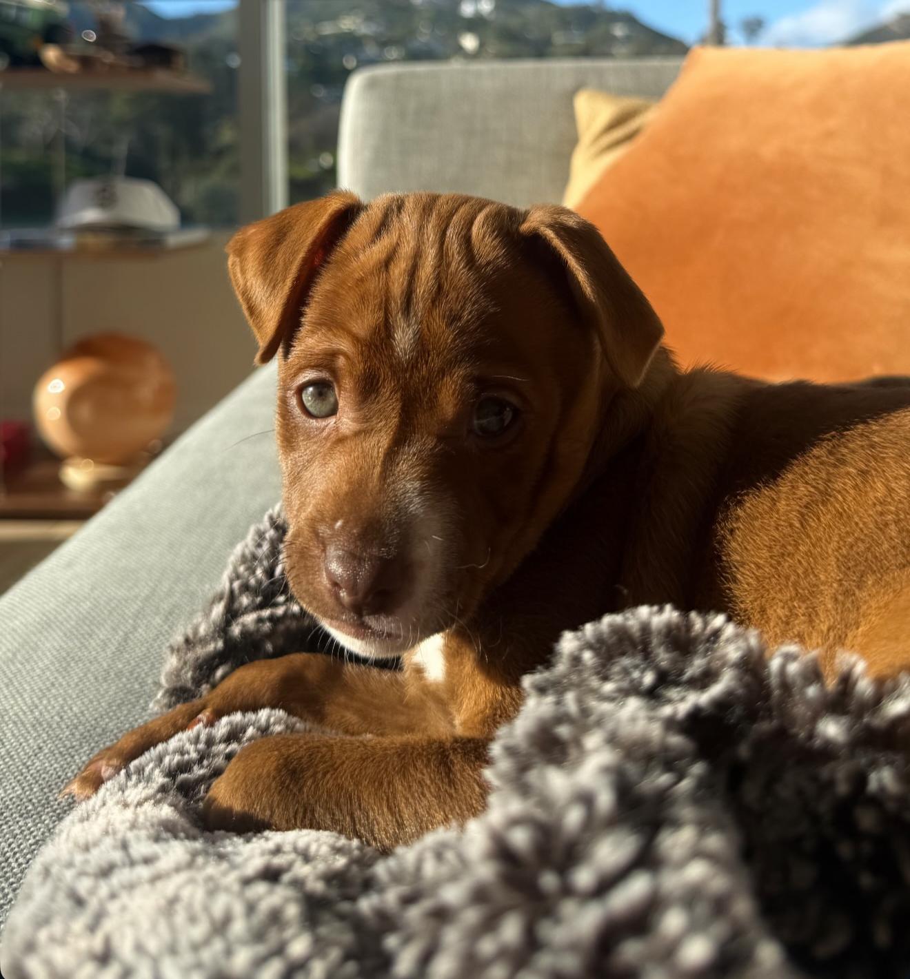 Bridger, ADOPTABLE, Puppy Male Pit Bull Terrier.