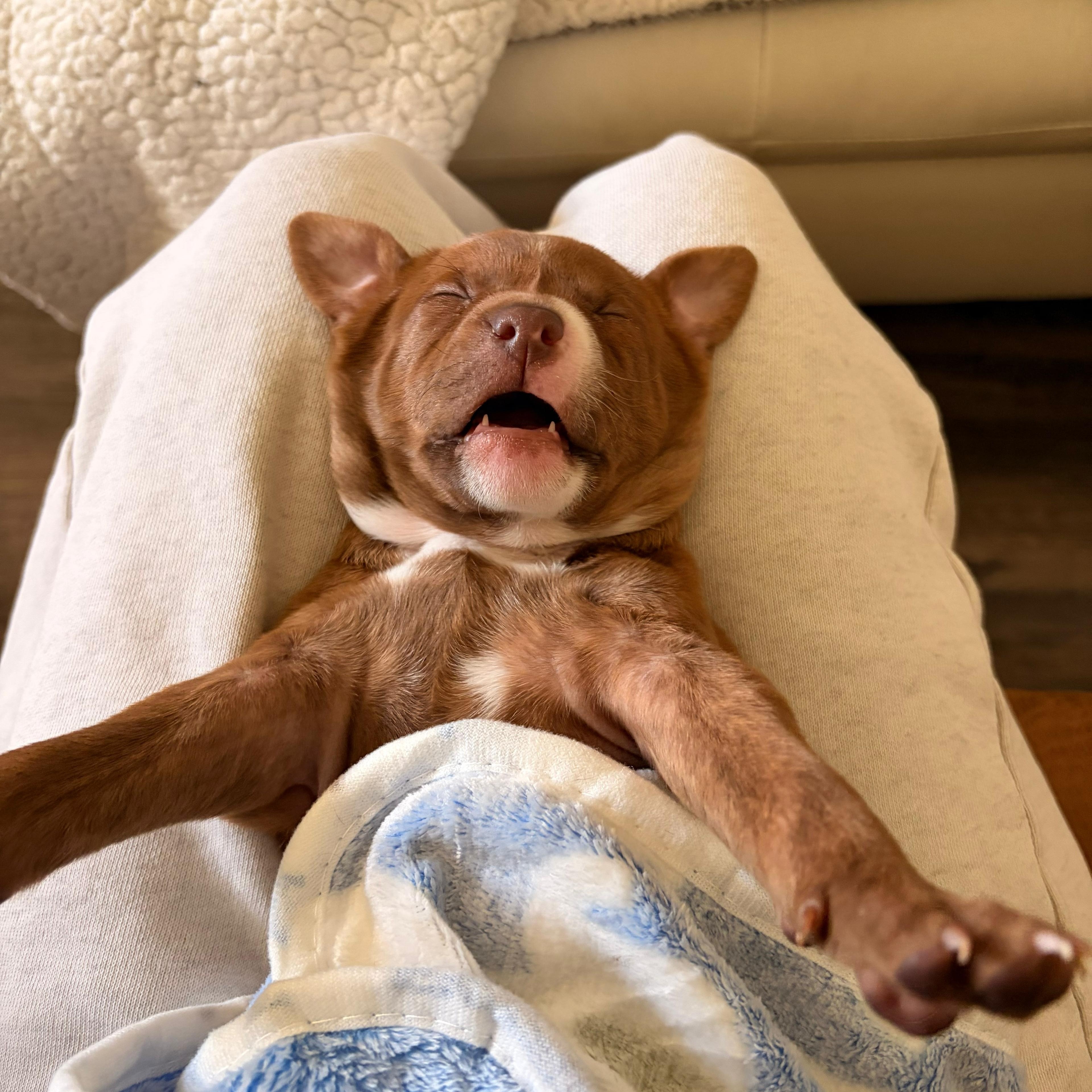Enlarge Bridger, a ADOPTABLE mixed breed in West Hollywood, CA image 4/6