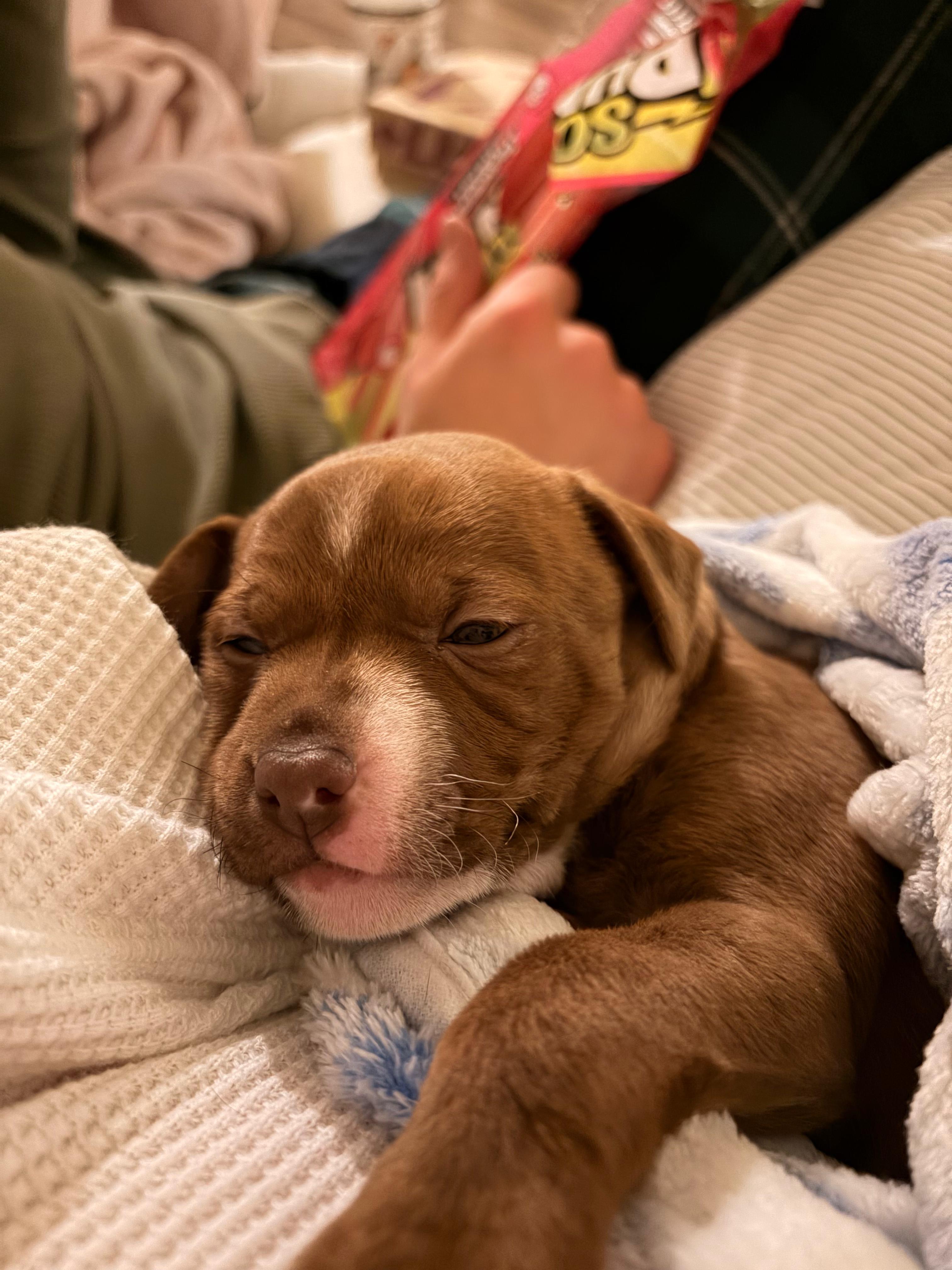 Enlarge Bridger, a ADOPTABLE mixed breed in West Hollywood, CA image 5/6