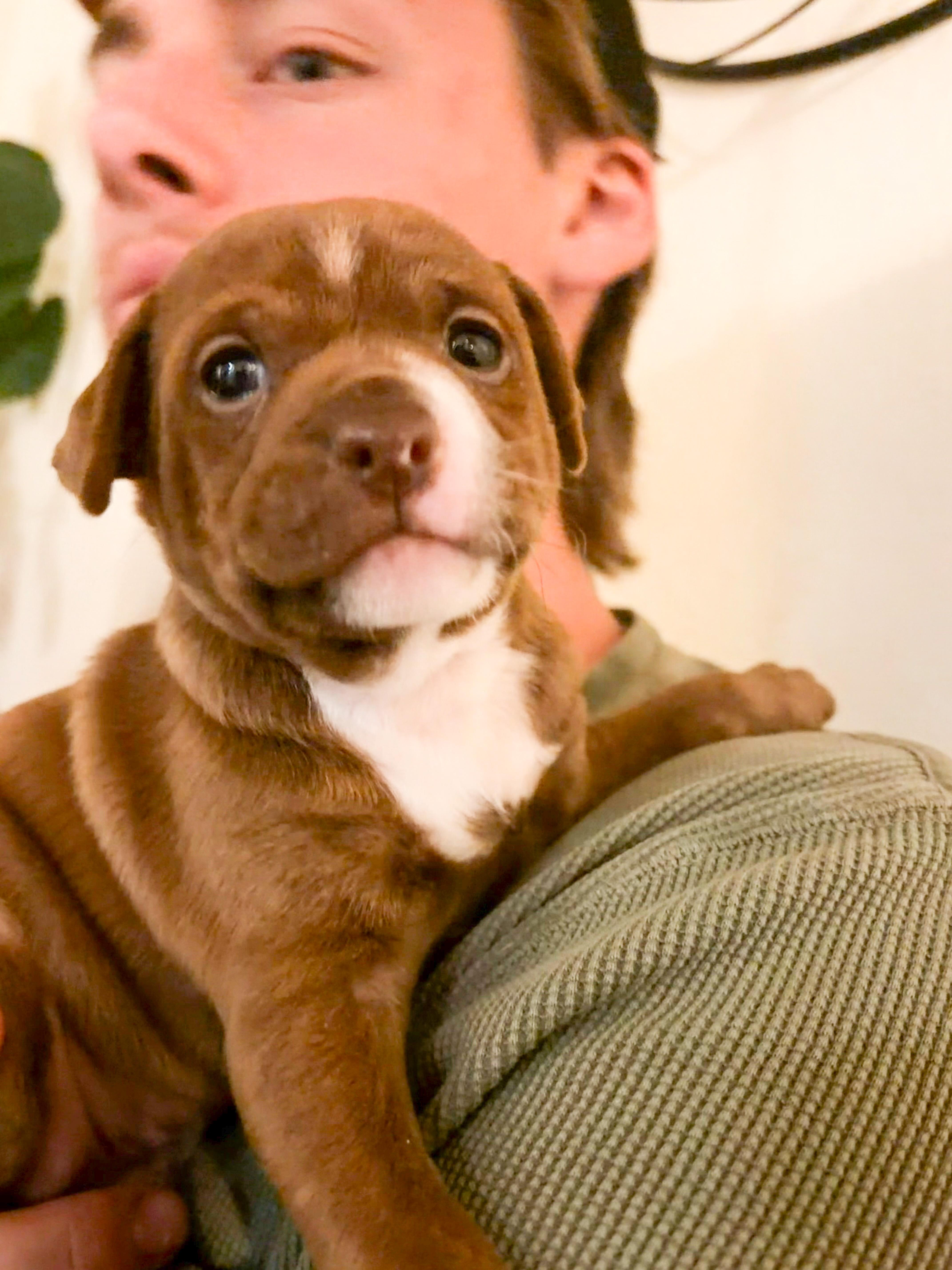 Enlarge Bridger, a ADOPTABLE mixed breed in West Hollywood, CA image 3/6