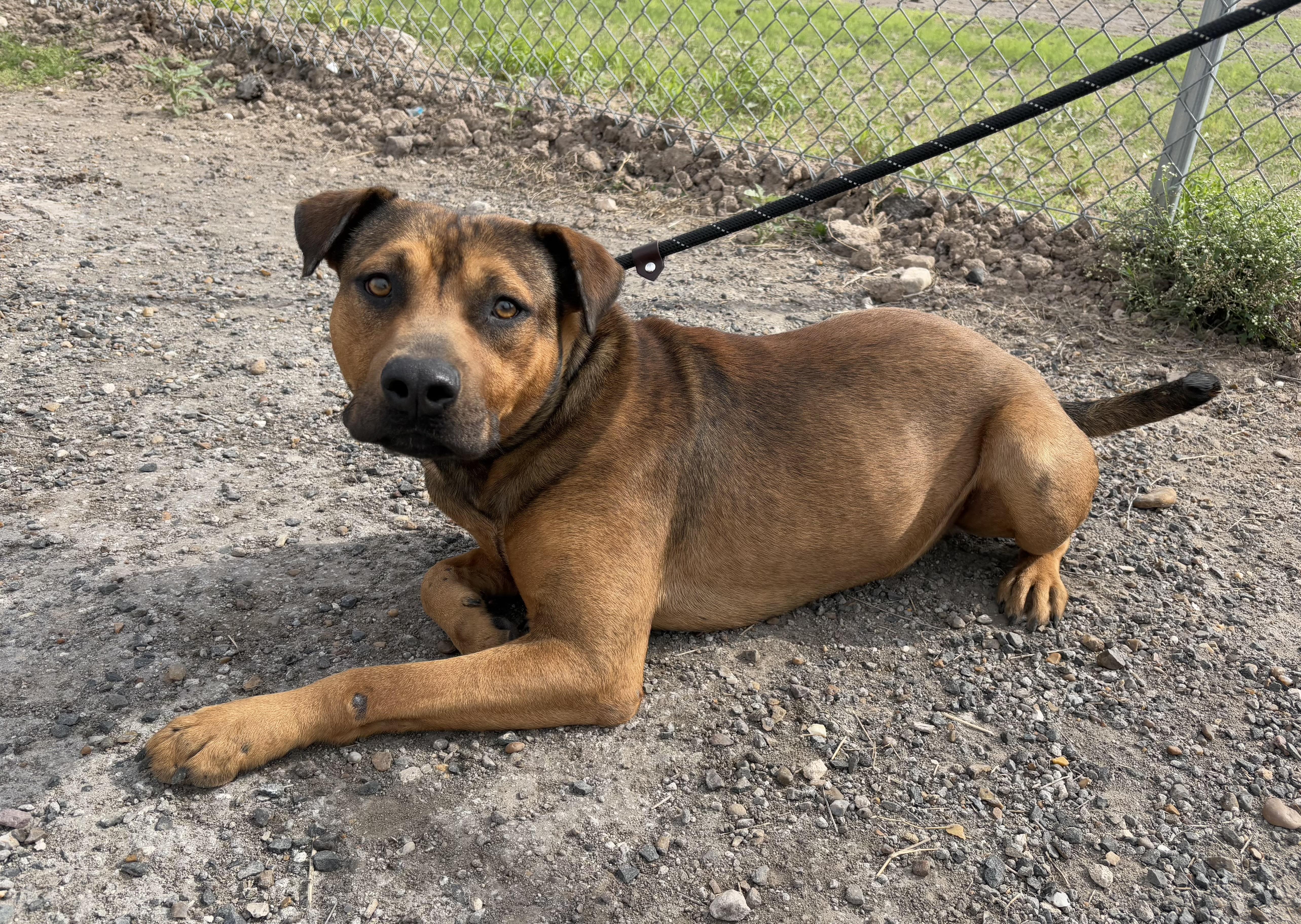 Chill Bill, a Adoptable Pit Bull Terrier in Ocoee, FL image 2/4