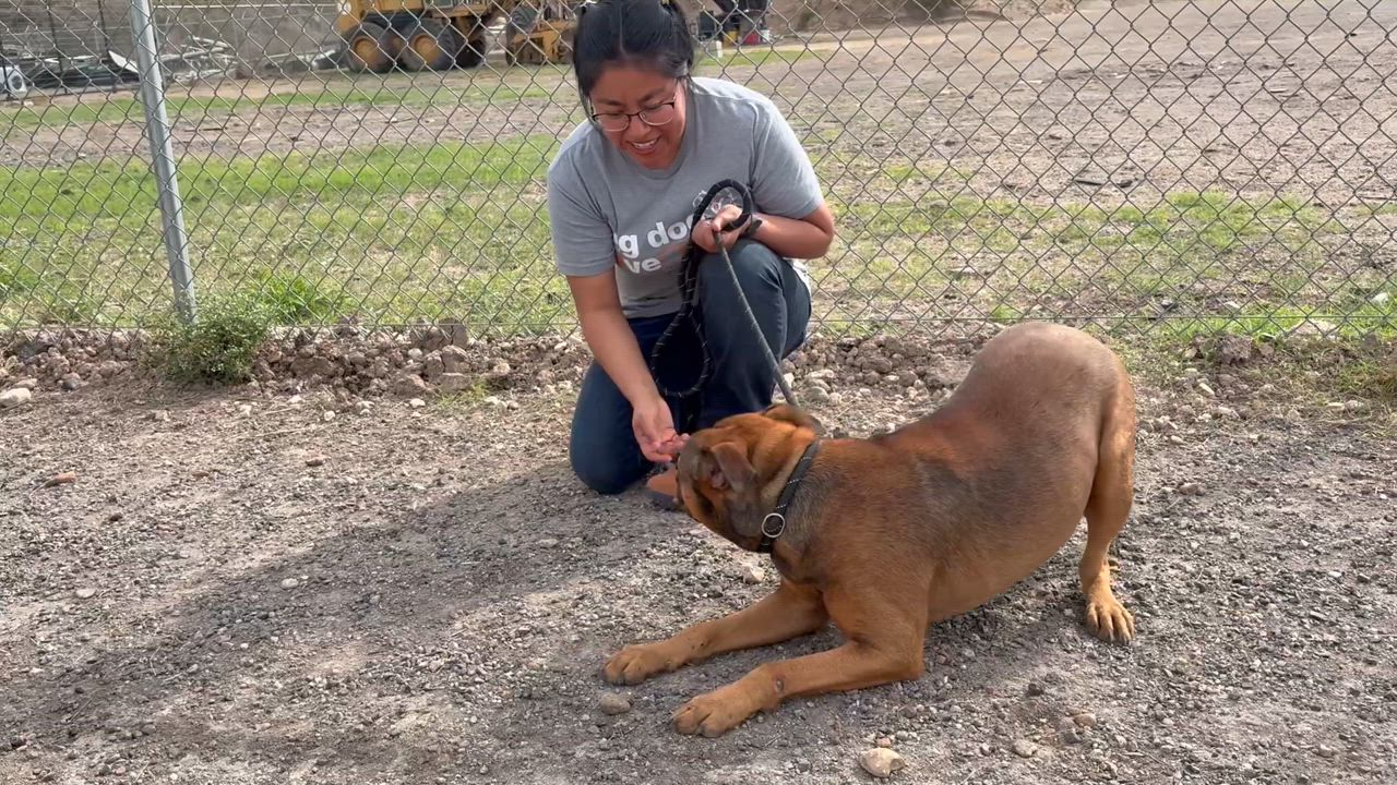 Enlarge Chill Bill, a Adoptable Pit Bull Terrier in Ocoee, FL video 3/4