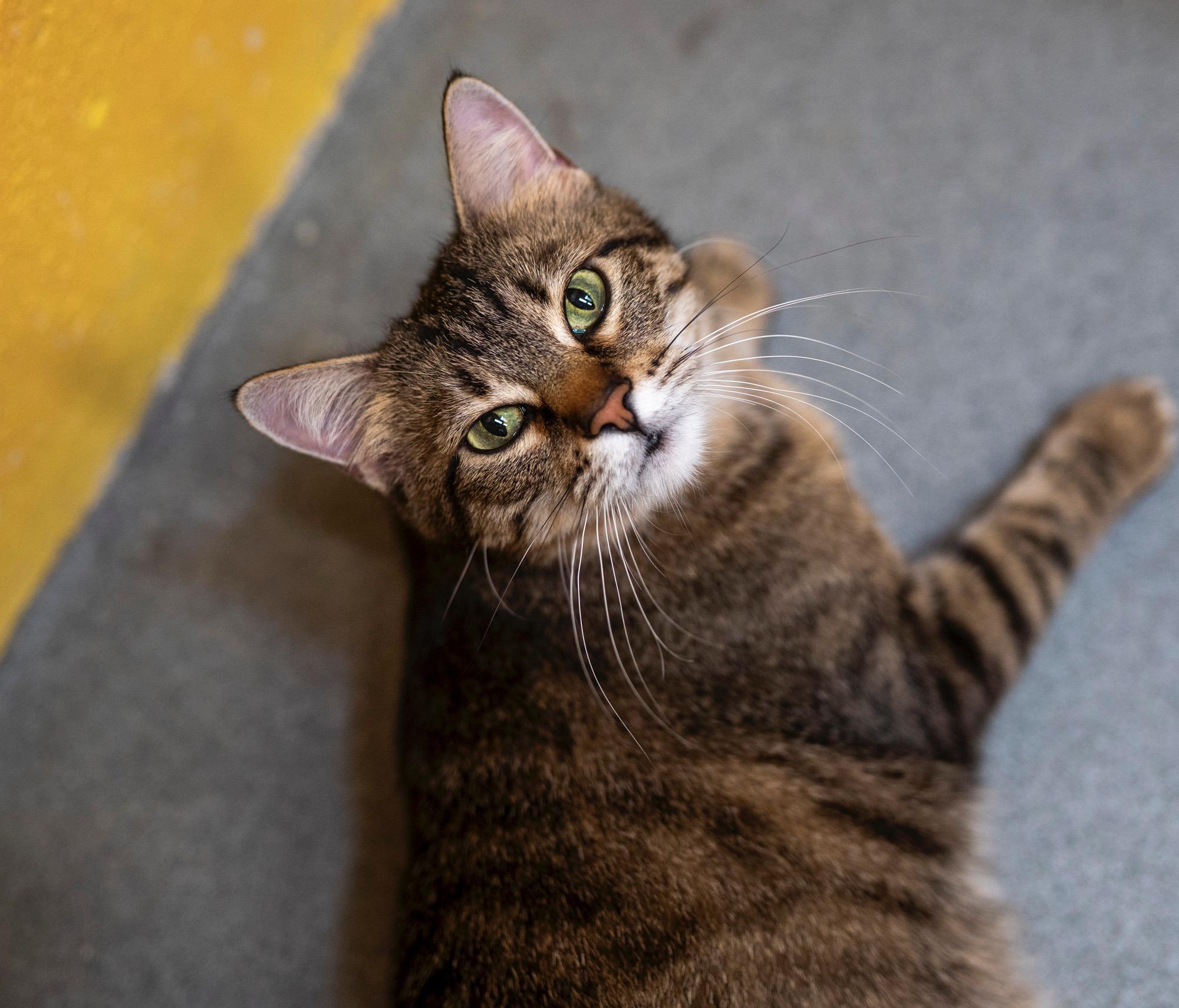 Goldfinch, an adoptable Domestic Medium Hair in Jackson, WY, 83002 | Photo Image 2