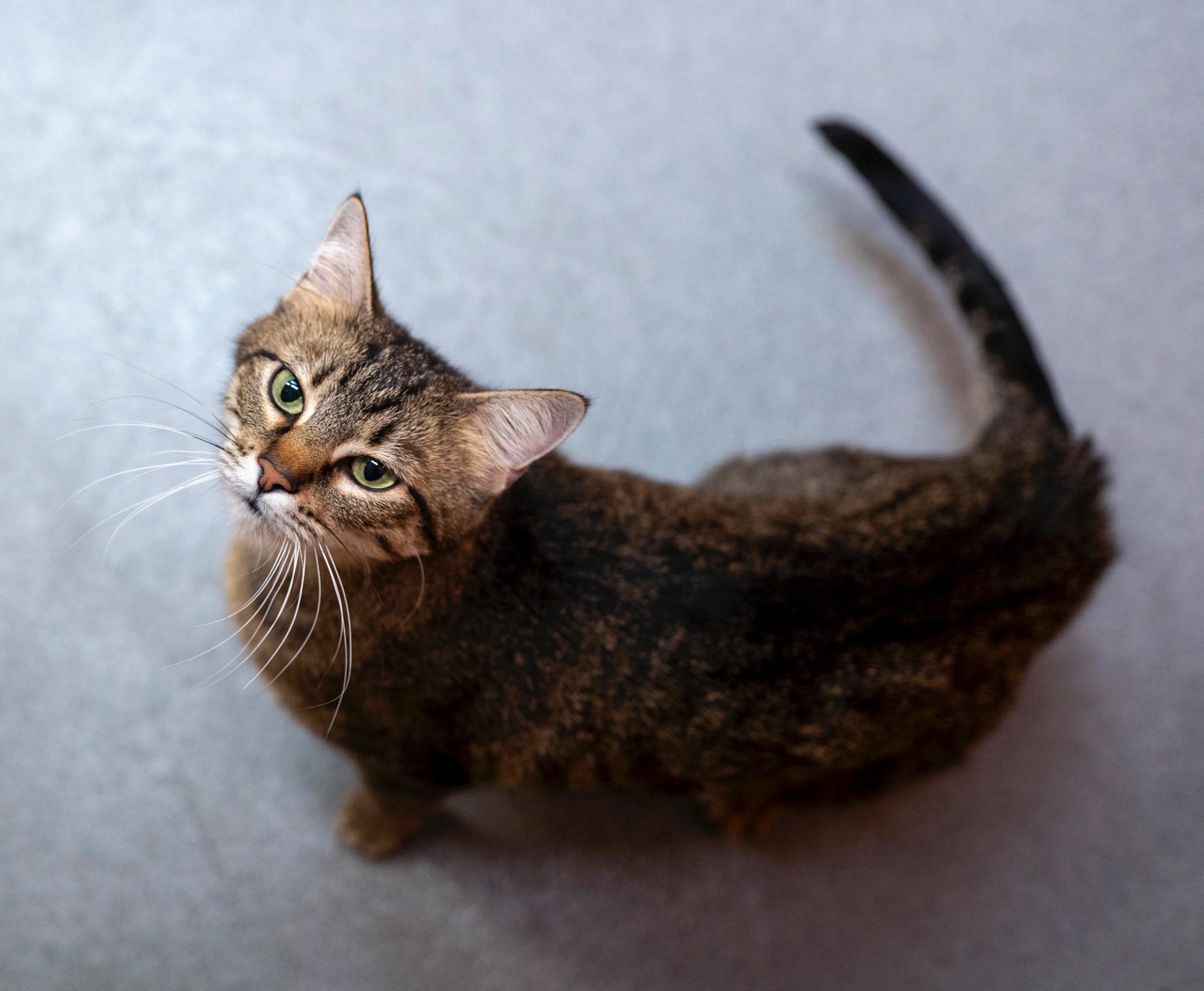 Goldfinch, an adoptable Domestic Medium Hair in Jackson, WY, 83002 | Photo Image 1