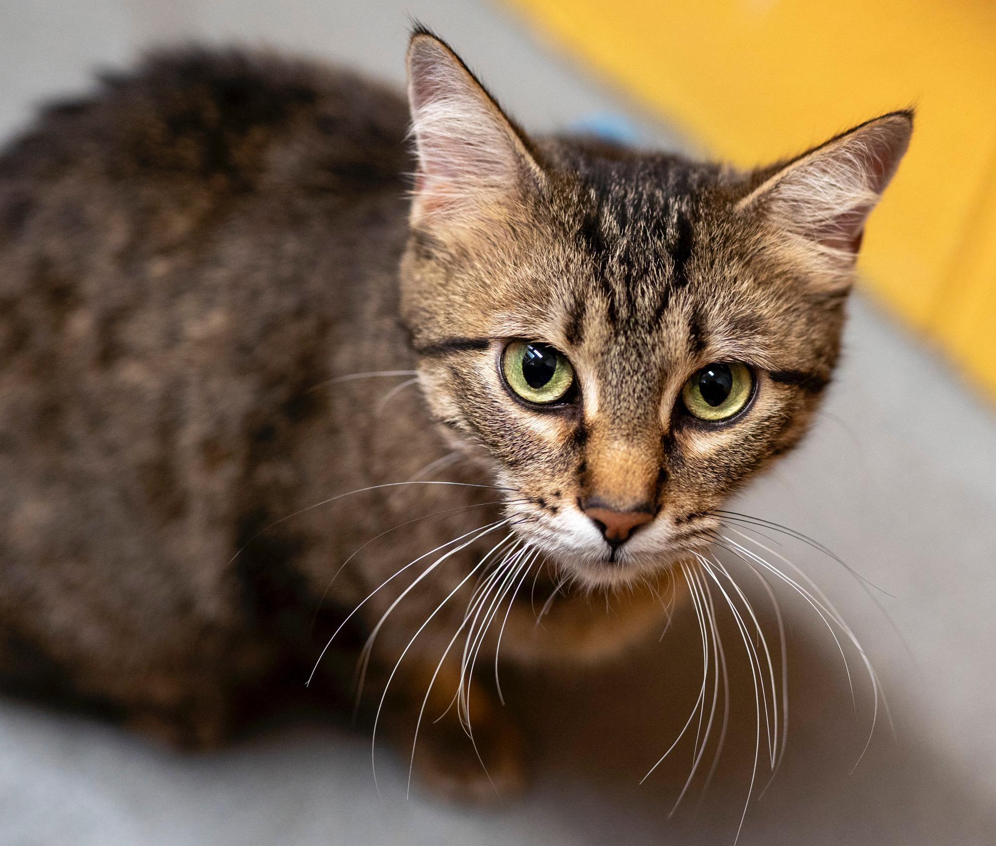 Goldfinch, an adoptable Domestic Medium Hair in Jackson, WY, 83002 | Photo Image 3